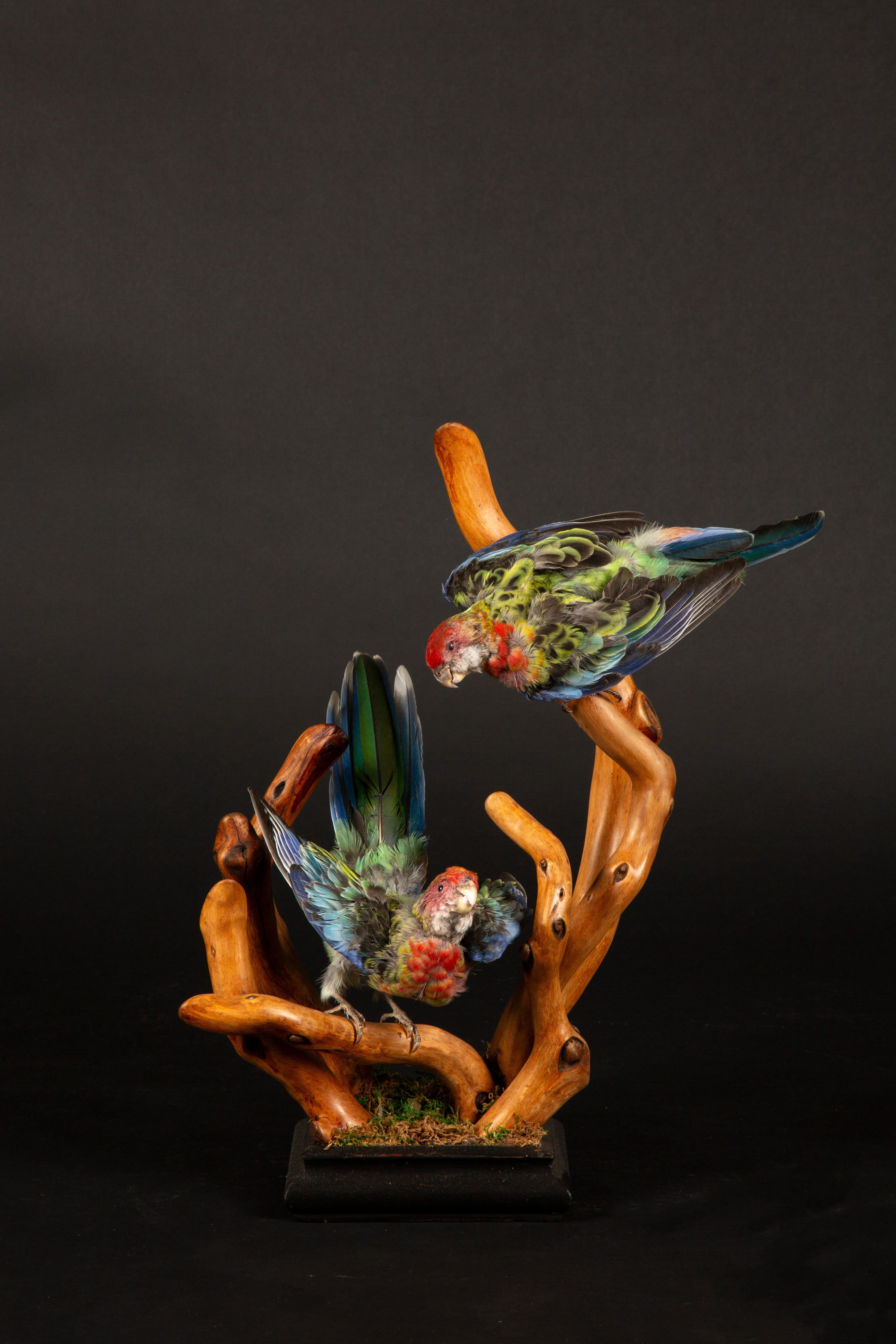 Esta exquisita pieza de taxidermia presenta dos Rosellas montadas, bellamente conservadas para capturar su vibrante plumaje y su elegancia natural. Cada loro está dispuesto de forma intrincada sobre una base de madera naturalista hecha a mano, que