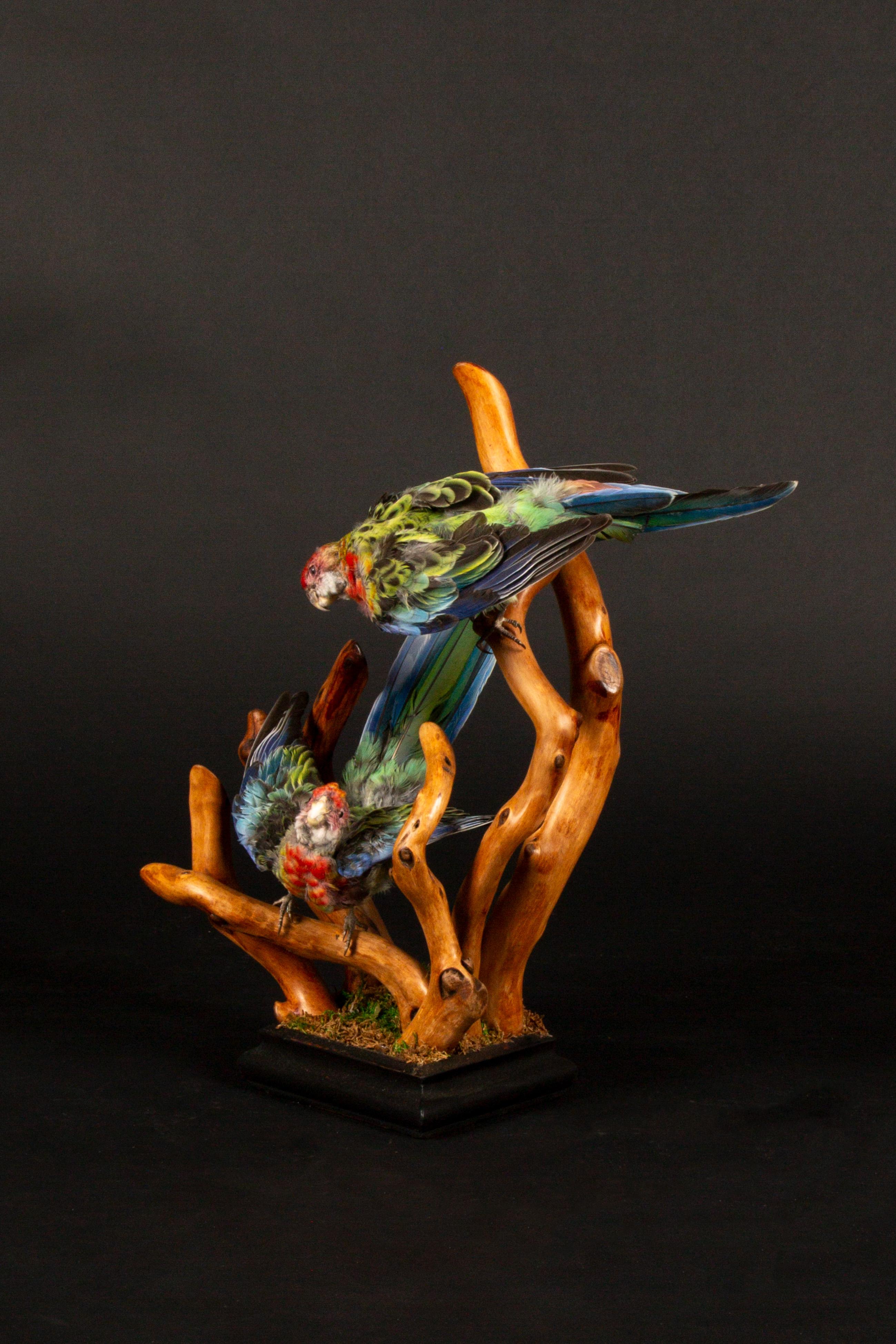 venta de rosellas
