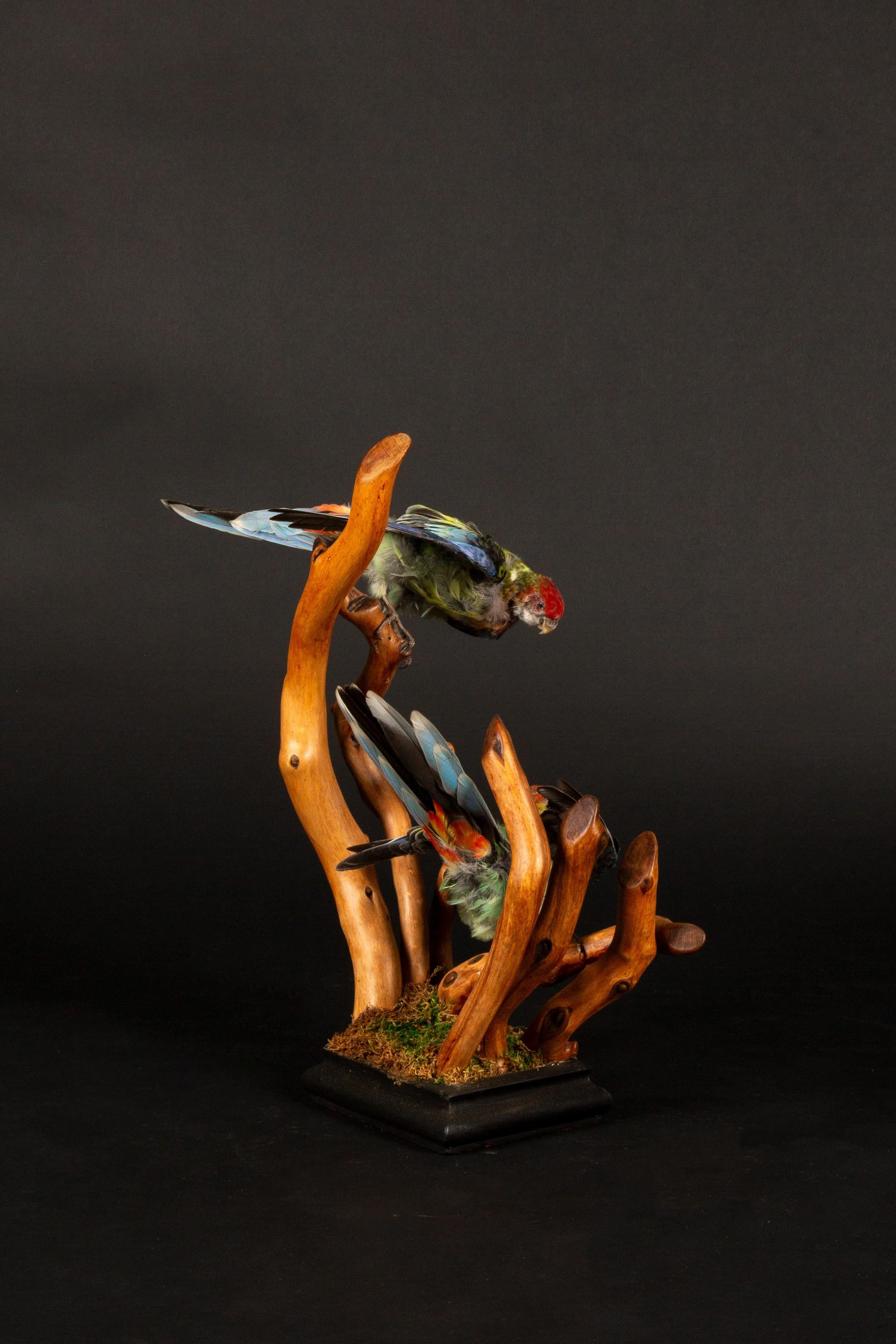 Exquisitas Rosellas Taxidermizadas sobre Base de Madera Artesanal Estadounidense en venta