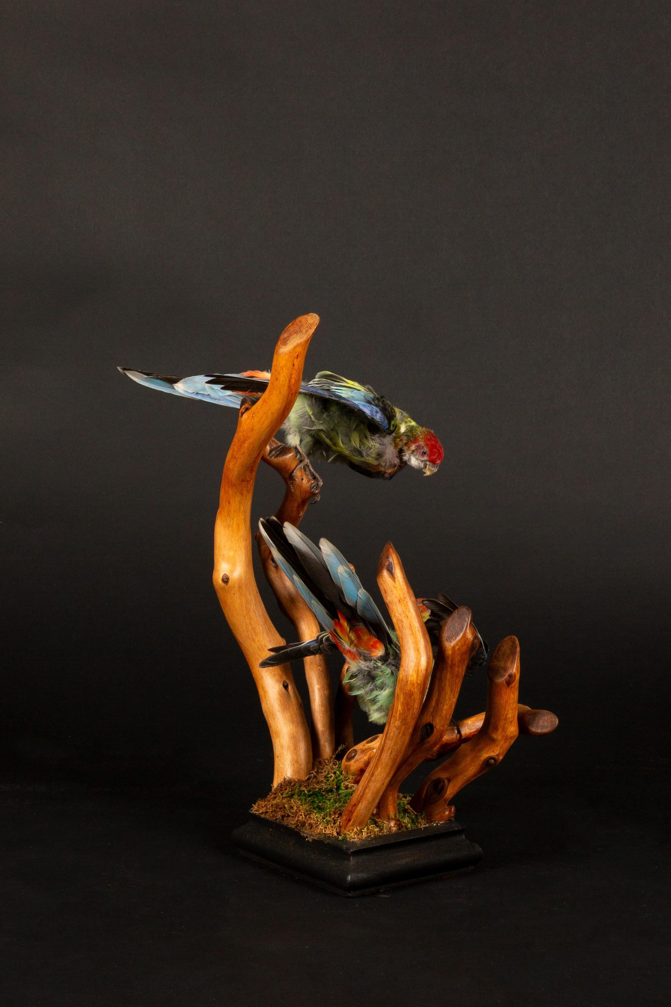 Exquisitas Rosellas Taxidermizadas sobre Base de Madera Artesanal en Excelente estado para la venta en New York, NY