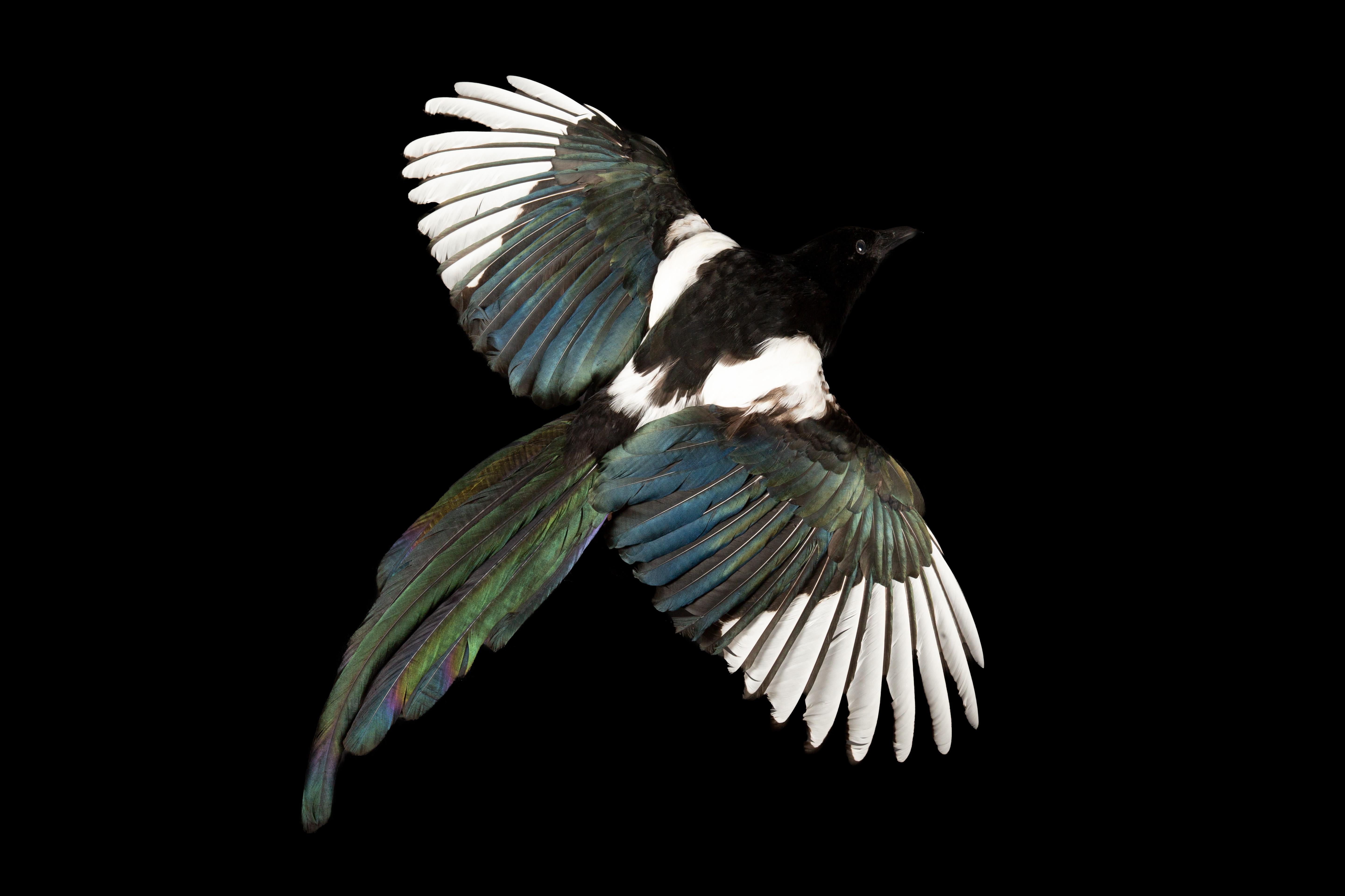 Stunning taxidermy specimen of the Eurasian magpie, scientifically known as Pica pica. This exquisite bird is a year-round resident in the expansive northern regions of the Eurasian continent, captivating observers with its elegant presence. As a