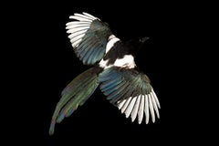 Exquisite Taxidermy: The Eurasian Magpie - A Captivating Avian Specimen
