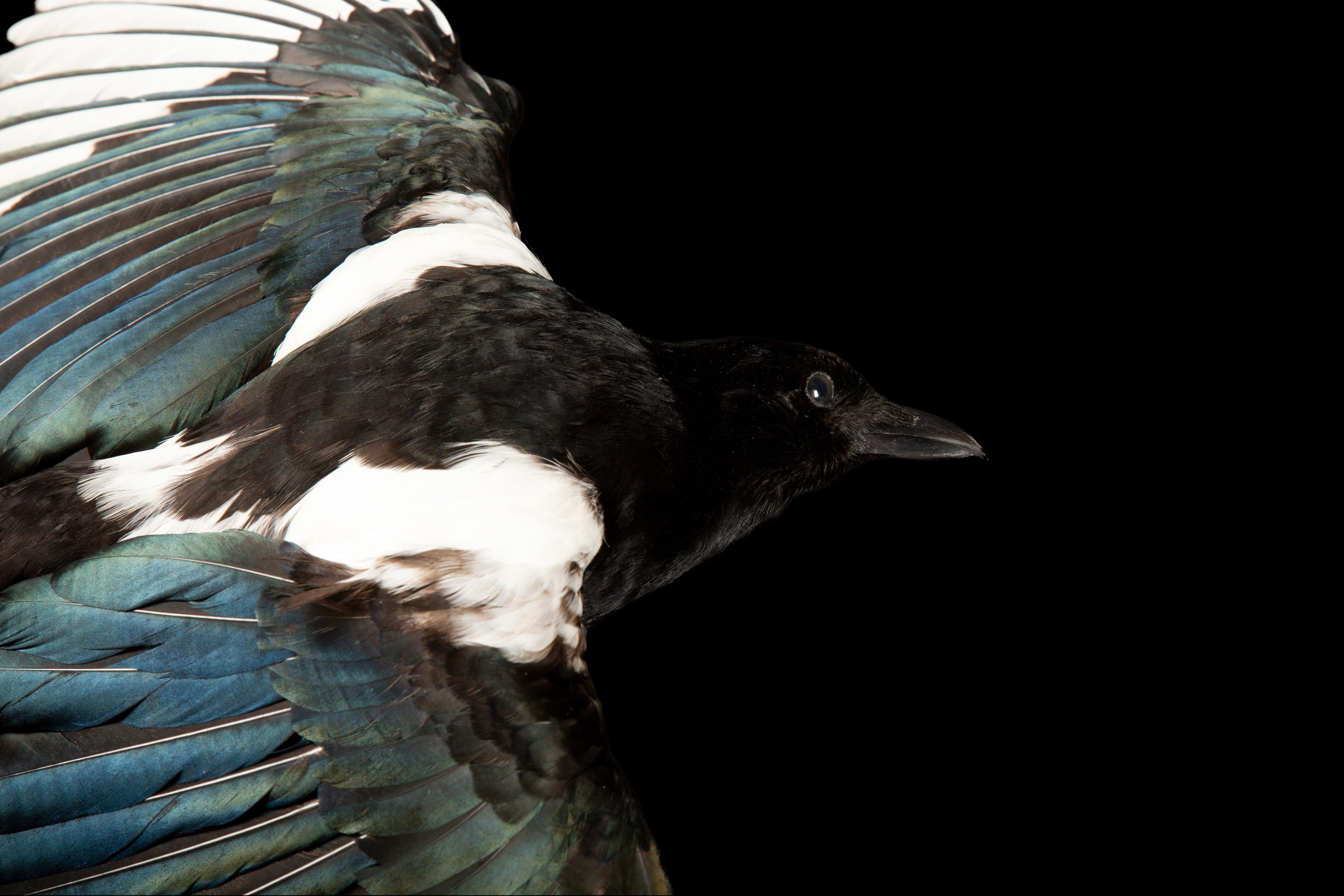Victorian Exquisite Taxidermy: The Eurasian Magpie - A Captivating Avian Specimen