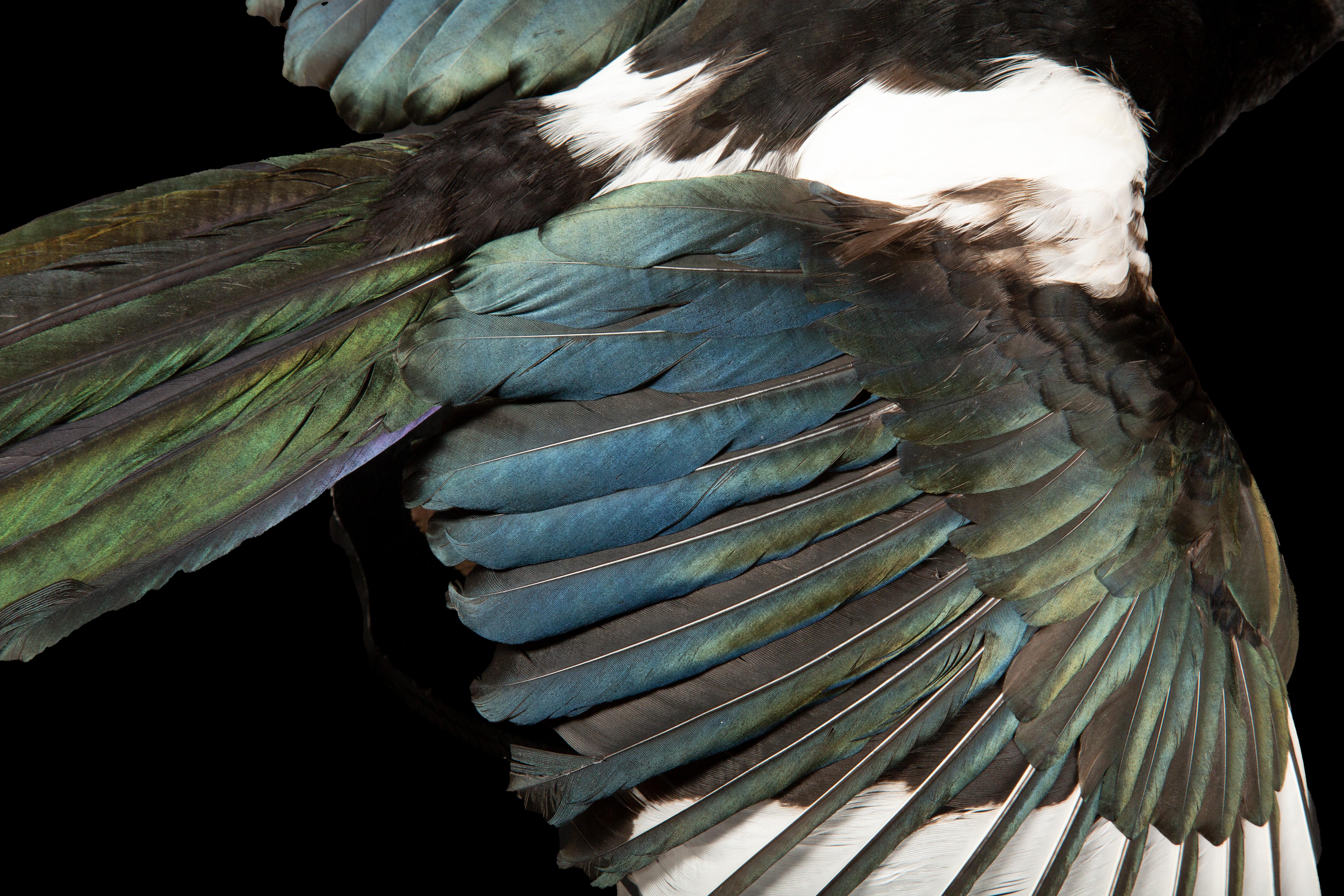 Ukrainian Exquisite Taxidermy: The Eurasian Magpie - A Captivating Avian Specimen