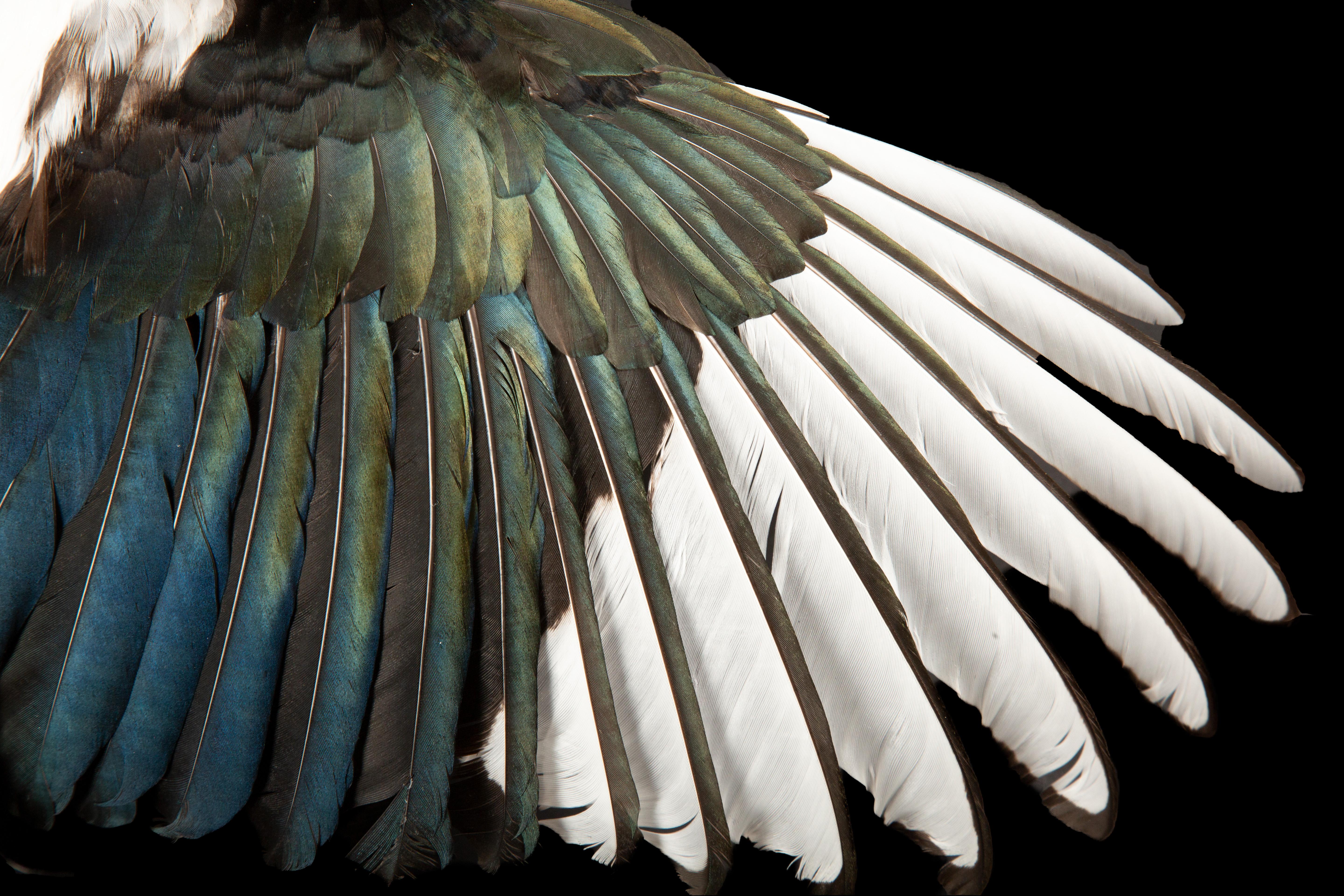 Exquisite Taxidermy: The Eurasian Magpie - A Captivating Avian Specimen In New Condition In New York, NY