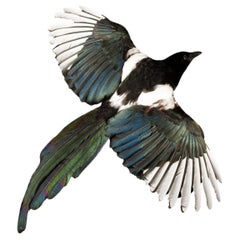 Exquisite Taxidermy: The Eurasian Magpie - A Captivating Avian Specimen
