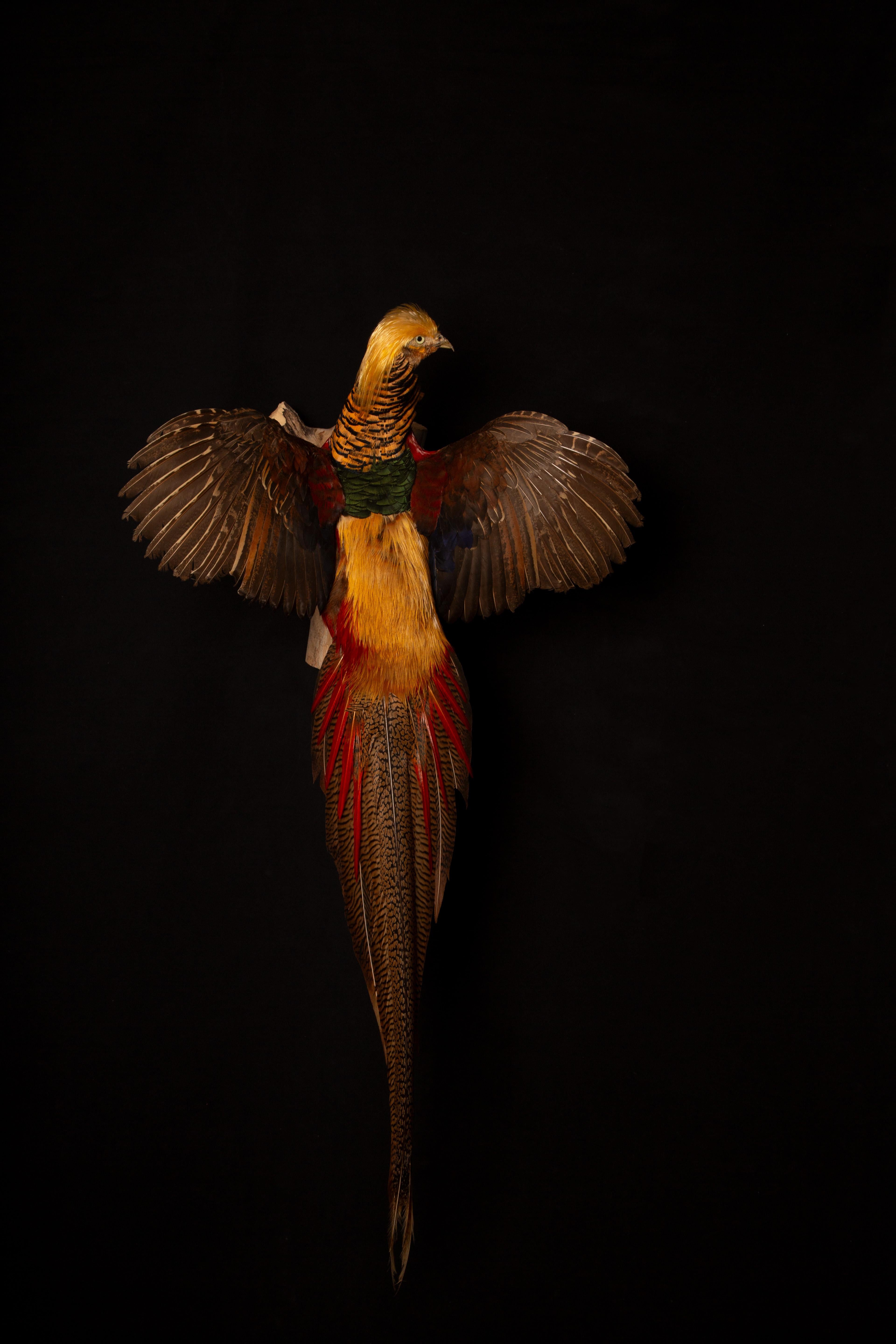 Enhance your home decor with our exquisite wall-mounted flying Red Golden Amherst Pheasant. This stunning piece captures the beauty and grace of the Red Golden Pheasant in mid-flight, showcasing its brilliant golden-yellow crest, bright red body,