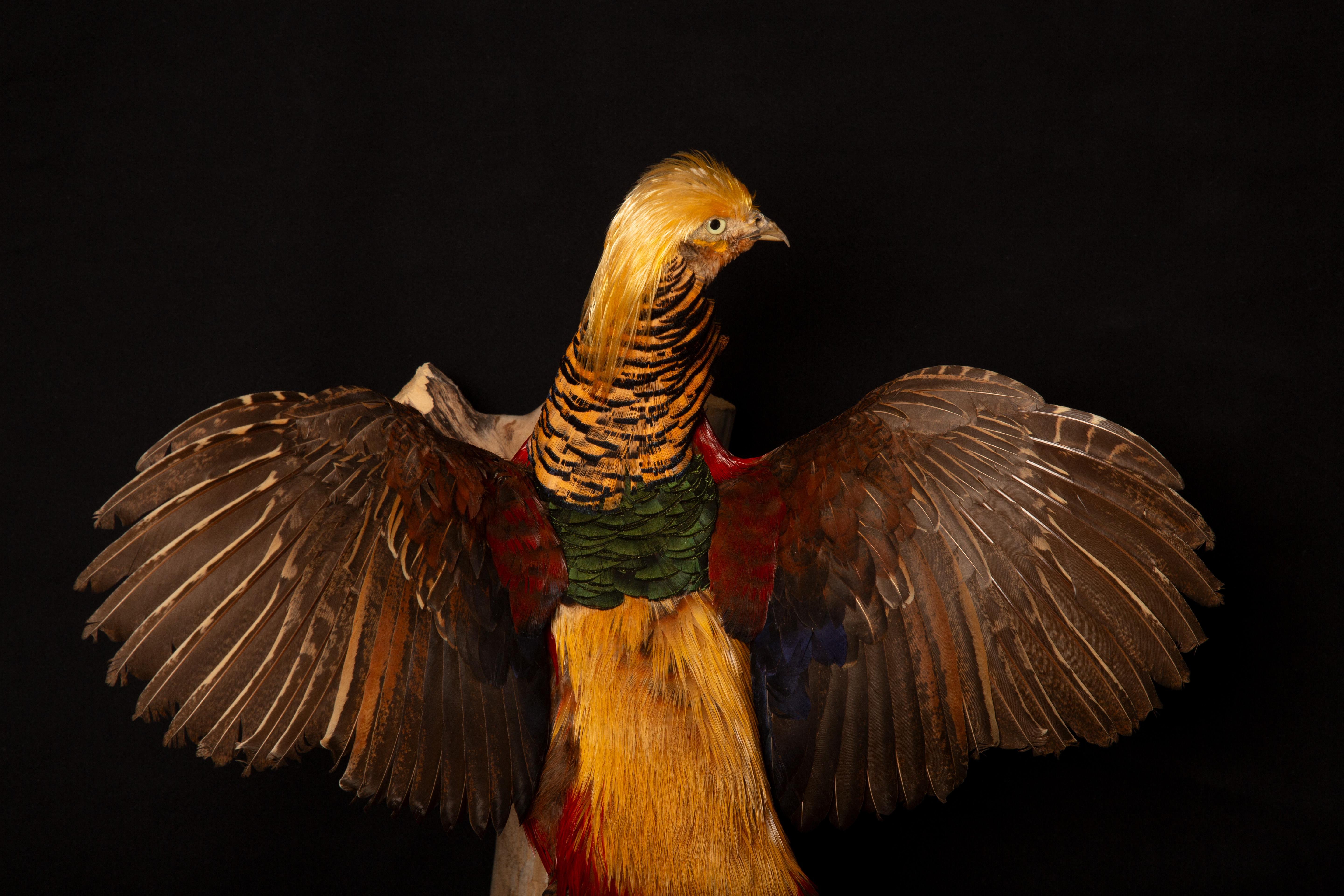Exquisite Wall-Mounted Flying Red Golden Amherst Pheasant Decor In New Condition For Sale In New York, NY