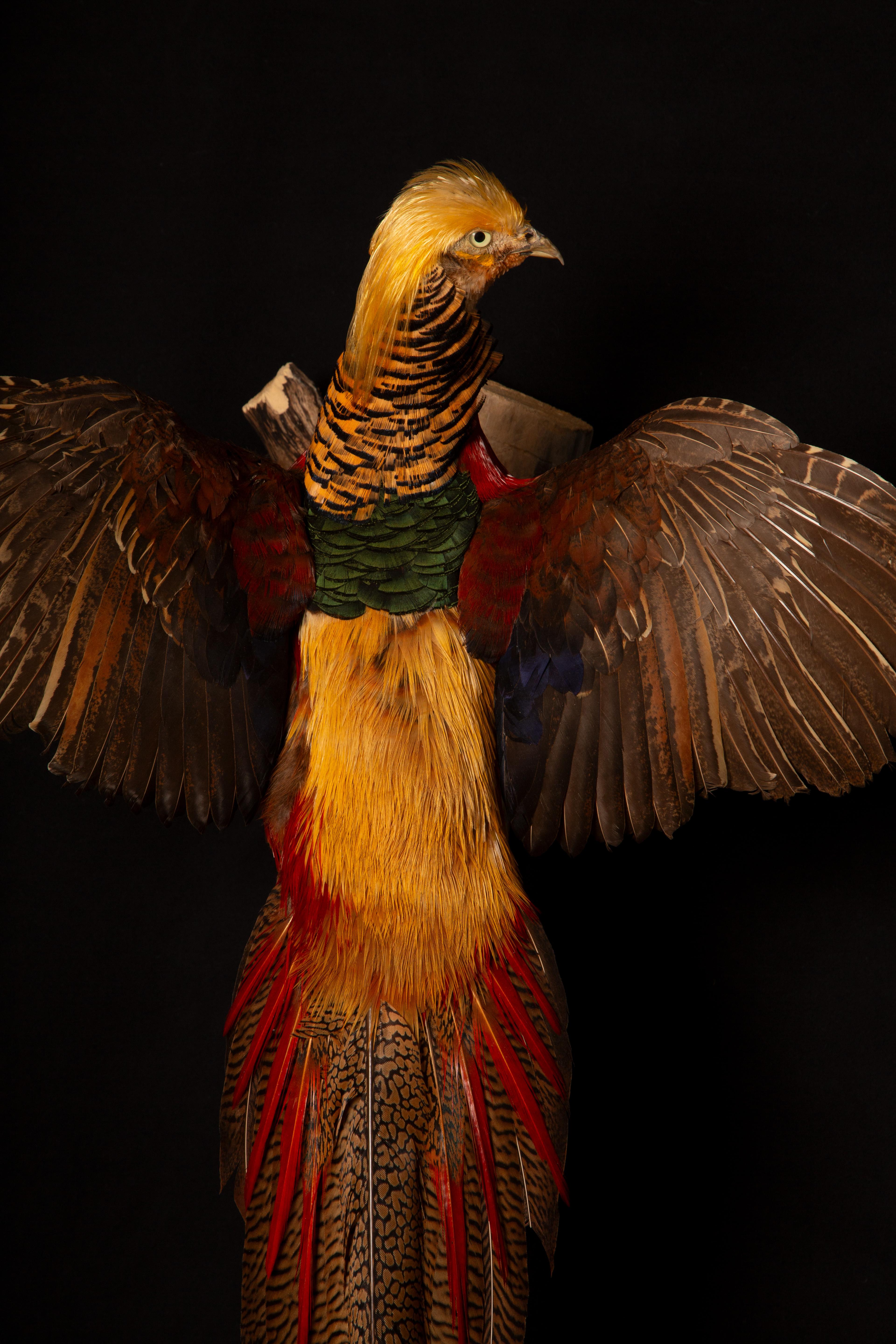 Feathers Exquisite Wall-Mounted Flying Red Golden Amherst Pheasant Decor For Sale
