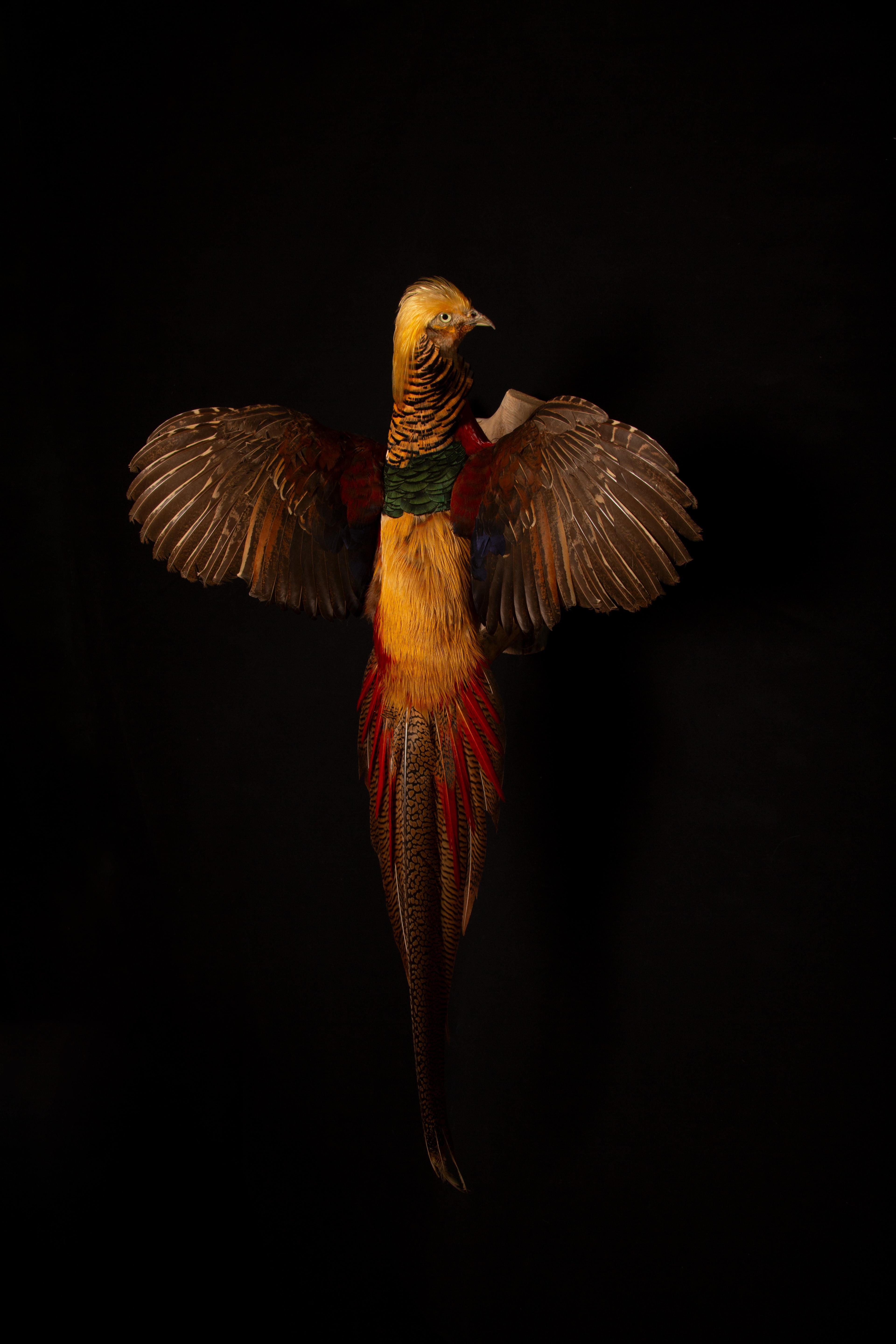 Exquisite Wall-Mounted Flying Red Golden Amherst Pheasant Decor For Sale 1