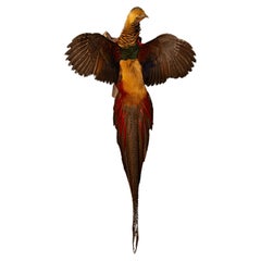 Exquisite Wandmontiertes fliegendes rot-goldenes Amherst- Fasanen-Dekor mit Fasanenmotiv