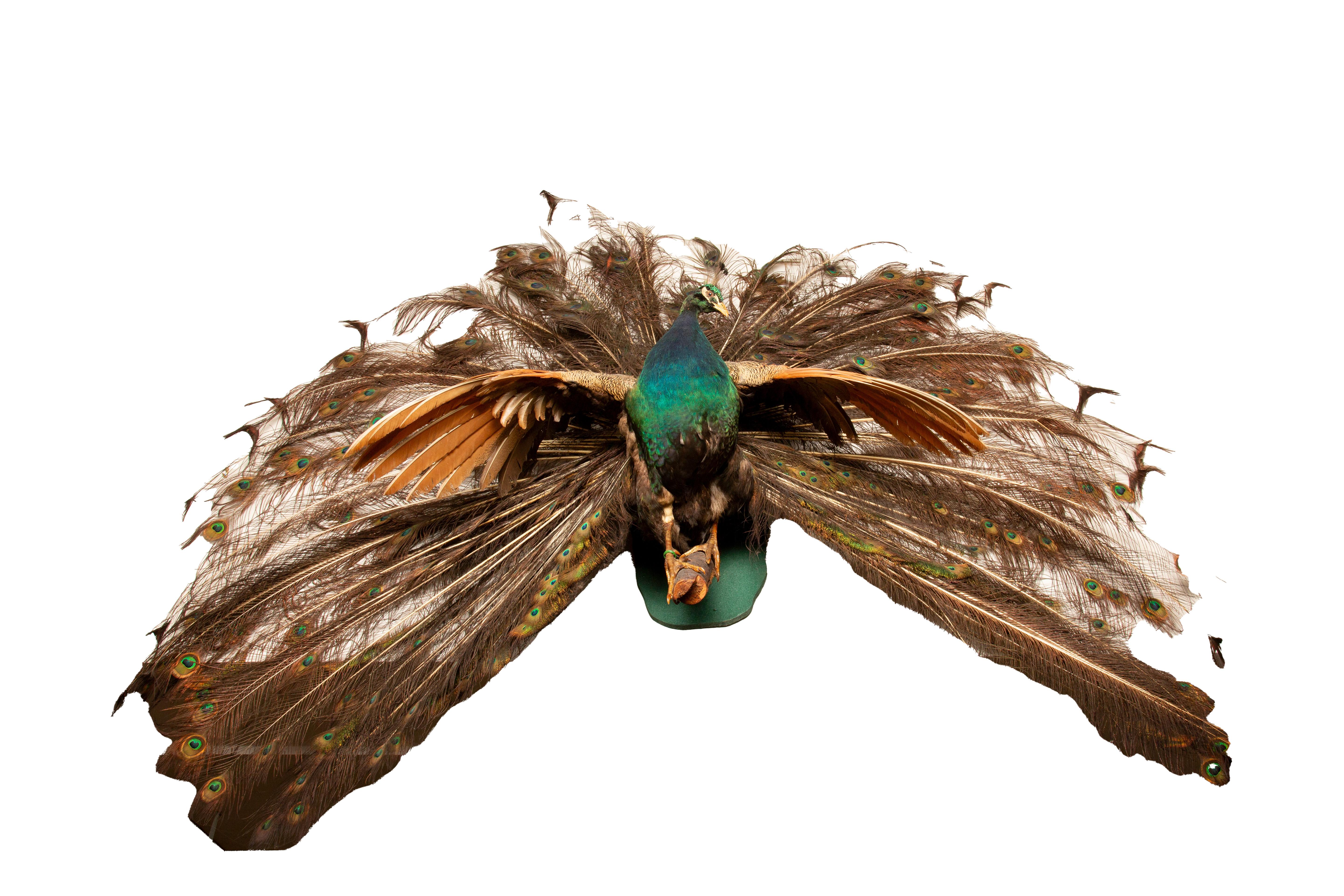 Taxidermie de paon bleu indien, présentant ce magnifique oiseau dans toute sa gloire, avec ses plumes resplendissantes disposées en éventail pour captiver les spectateurs. Élevez votre décor avec ce chef-d'œuvre impressionnant, semblable à la