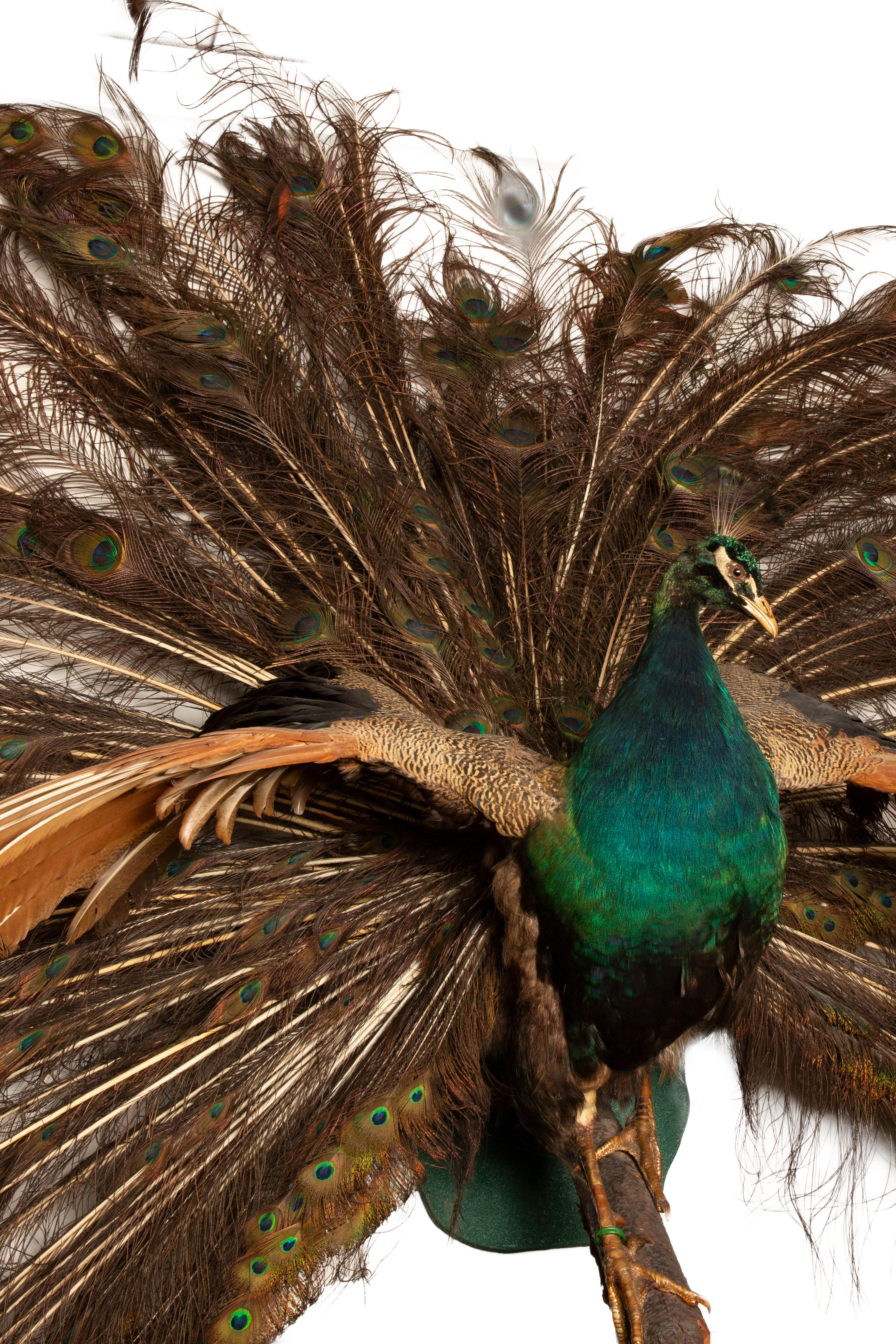 American Exquisite Wall-Mounted Indian Blue Peacock Taxidermy: Feathers in Full Splendor For Sale