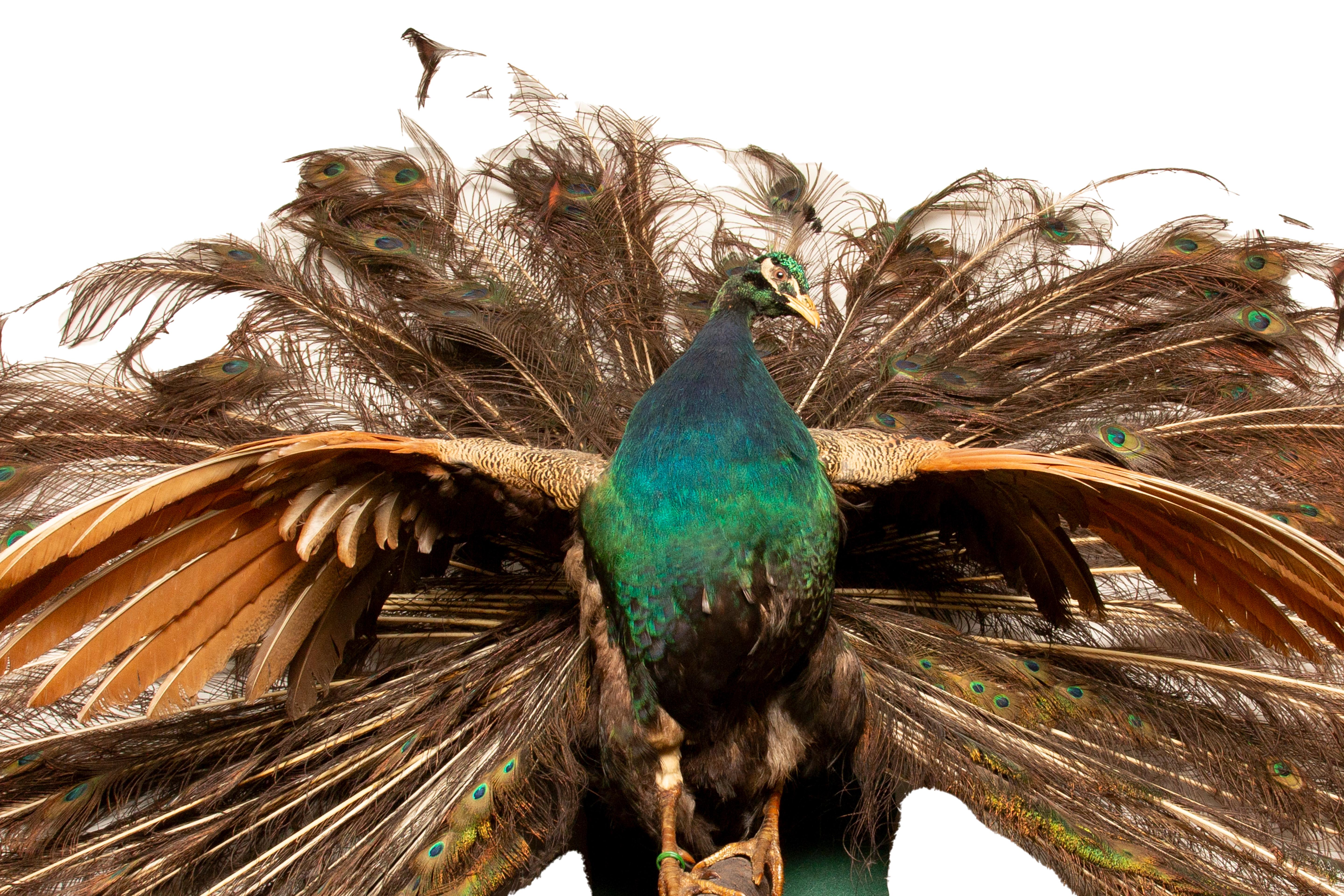 Exquisite Wall-Mounted Indian Blue Peacock Taxidermy: Feathers in Full Splendor In Good Condition For Sale In New York, NY