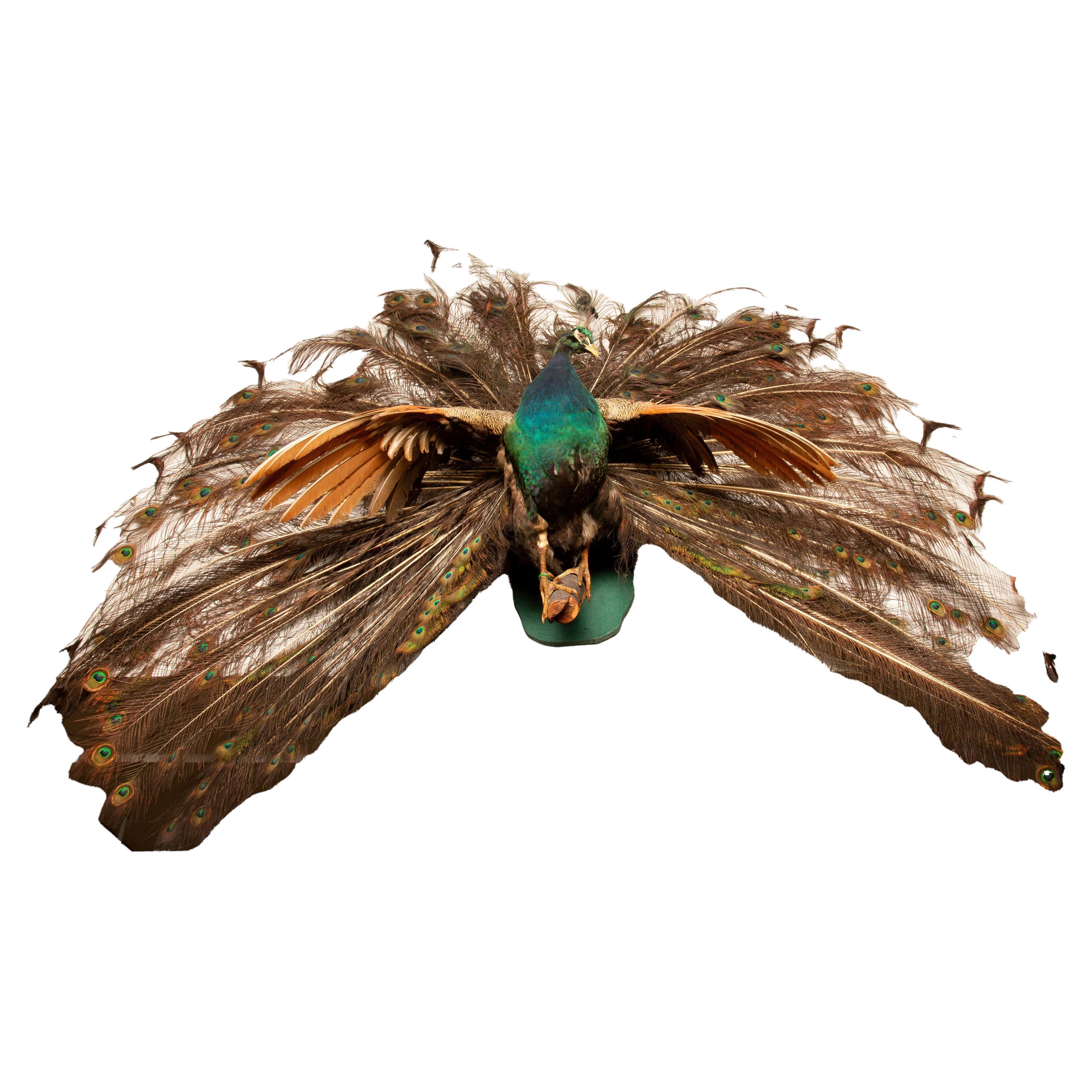 Exquise taxidermie indienne de paon bleu : plumes en pleine splendeur