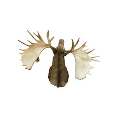 Extra Large Yukon Moose Taxidermy Mount