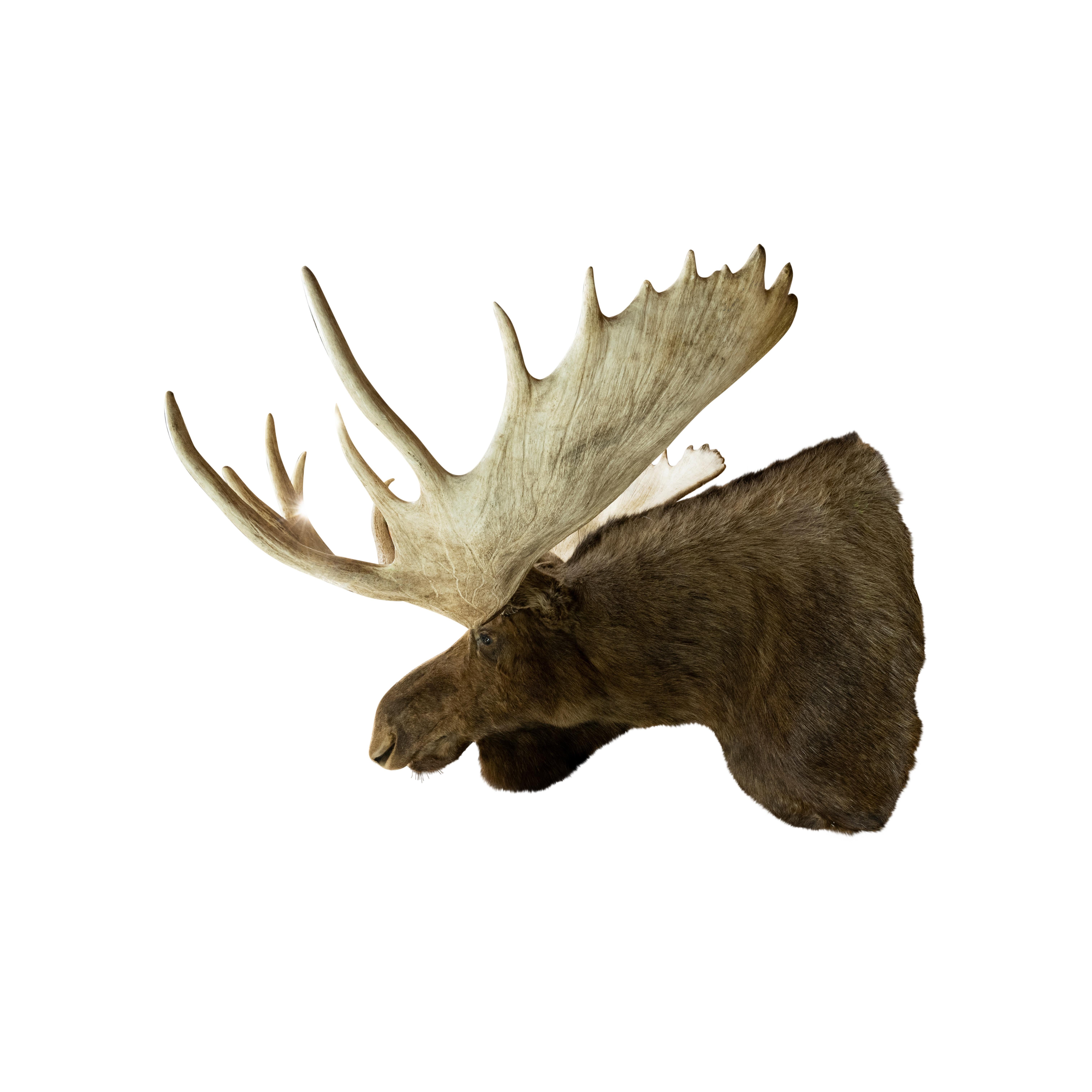 extra large faux moose head