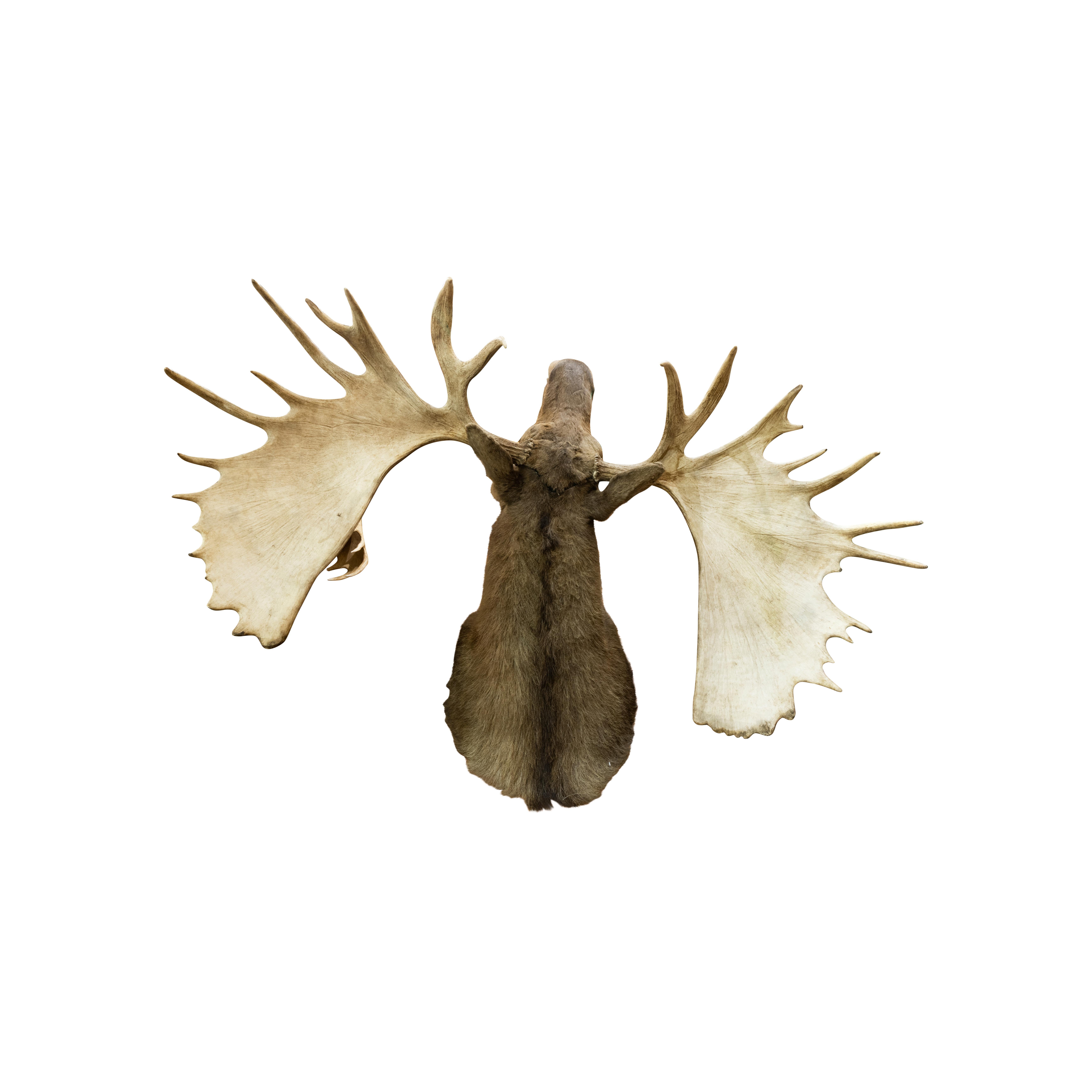 Große Yukon Moose Taxidermie-Fassung im Zustand „Hervorragend“ im Angebot in Coeur d'Alene, ID