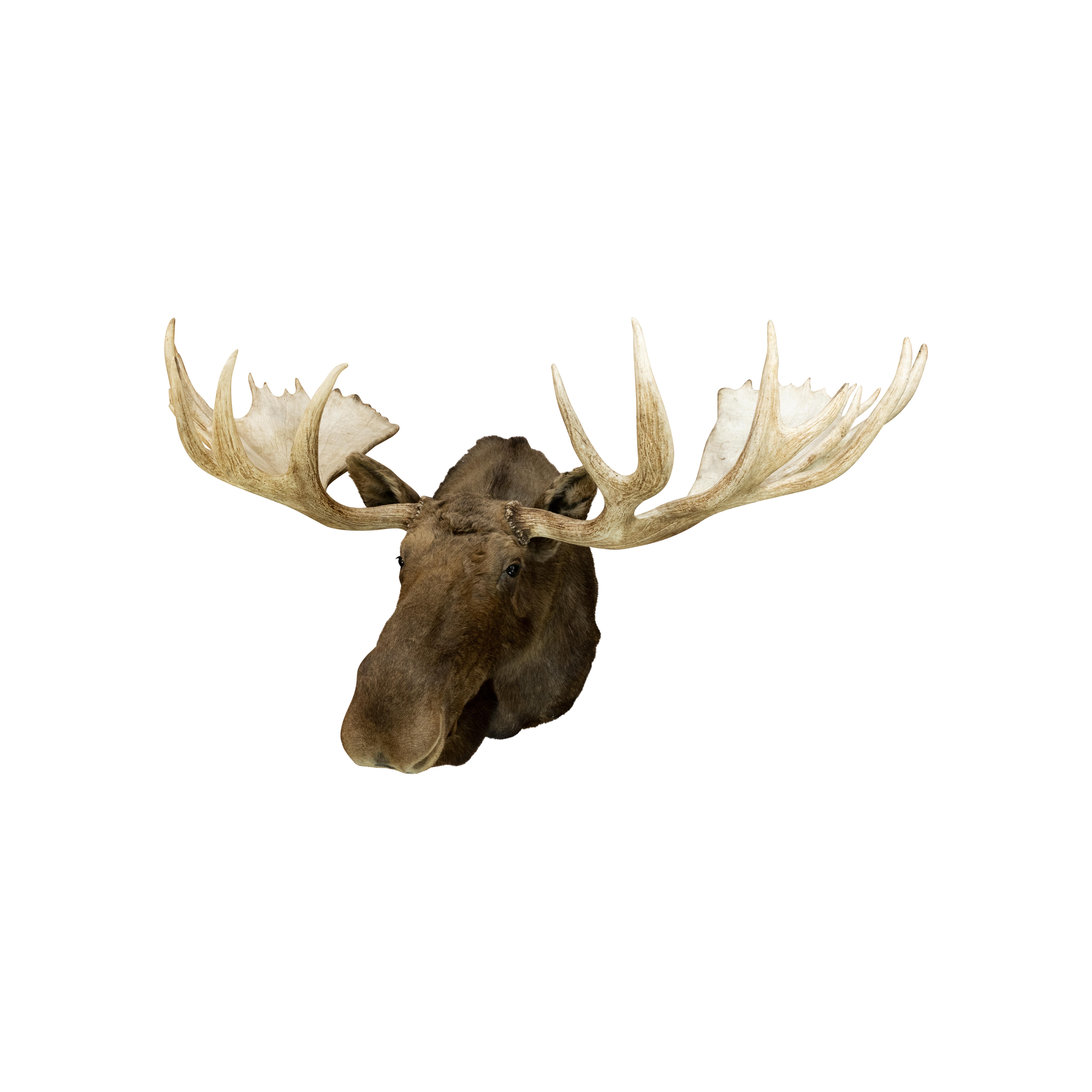 Große Yukon Moose Taxidermie-Fassung (Tierleder) im Angebot