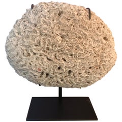 Extra Large Brain Coral on Metal Stand