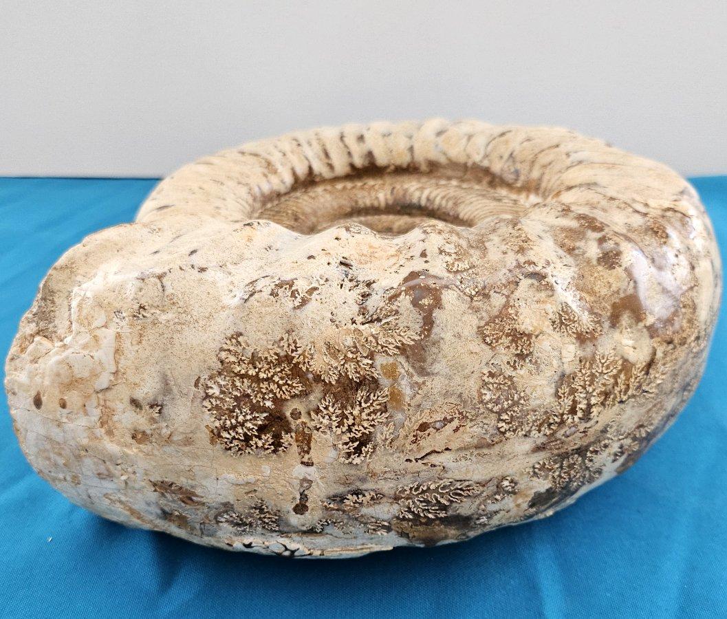 Très grand fossile d'ammonite jurassique 11 x 10.5 x 3.75