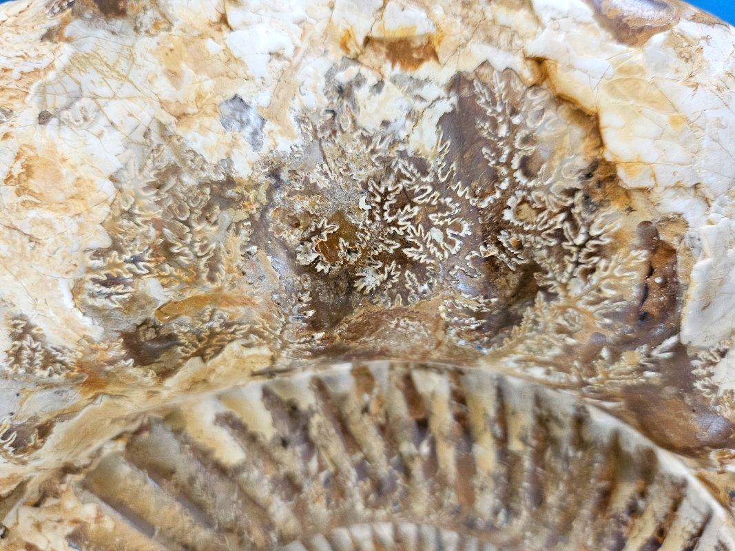 Très grand fossile d'ammonite jurassique 11 x 10.5 x 3.75