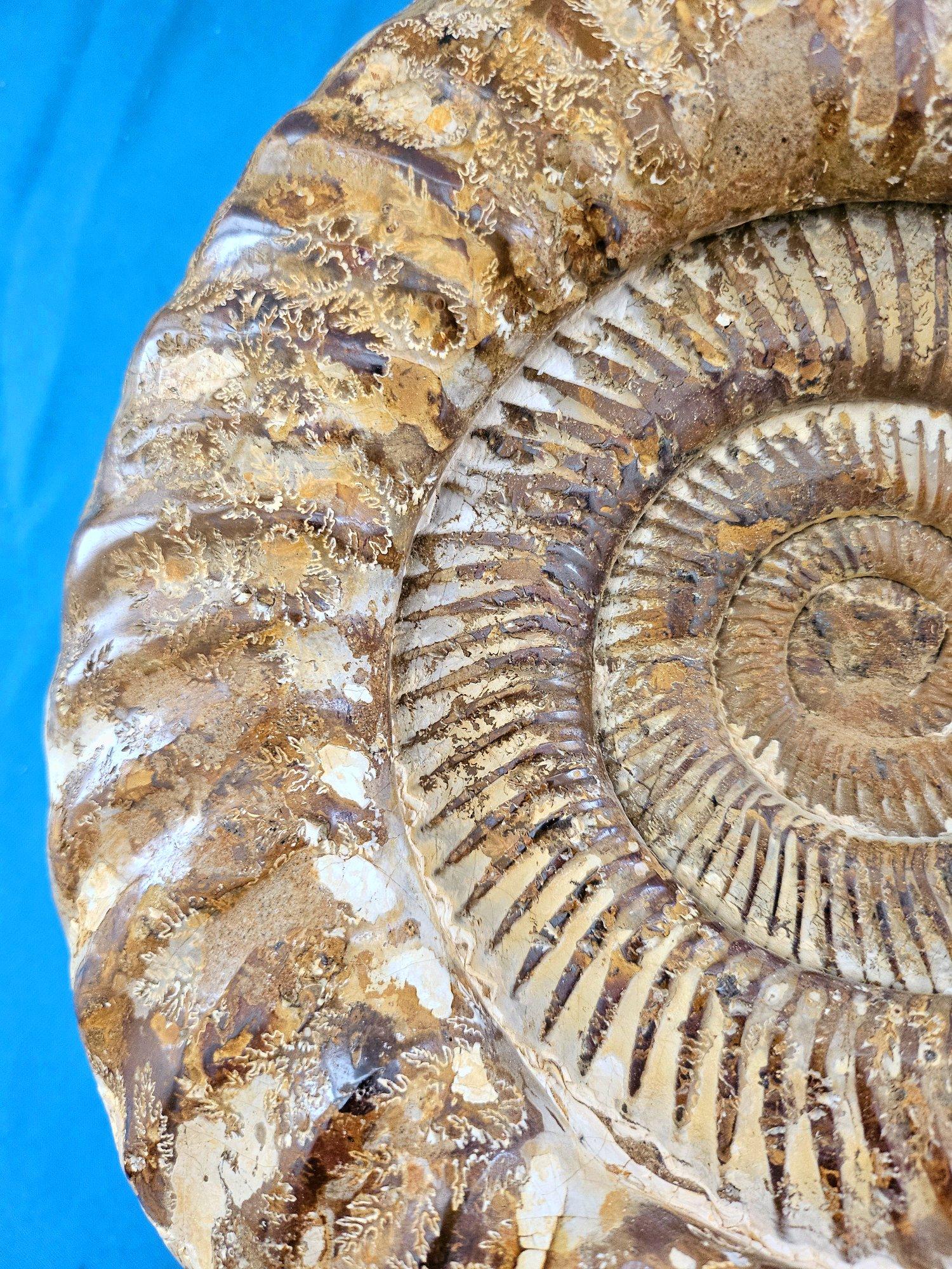 Très grand fossile d'ammonite jurassique 11 x 10.5 x 3.75