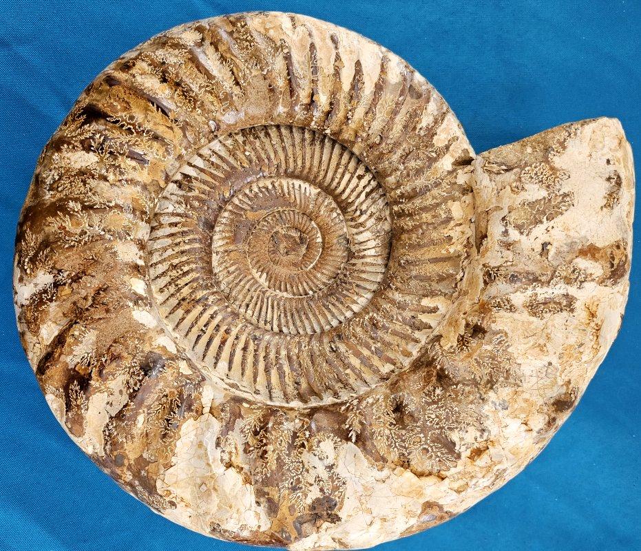 Très grand fossile d'ammonite jurassique 11 x 10.5 x 3.75