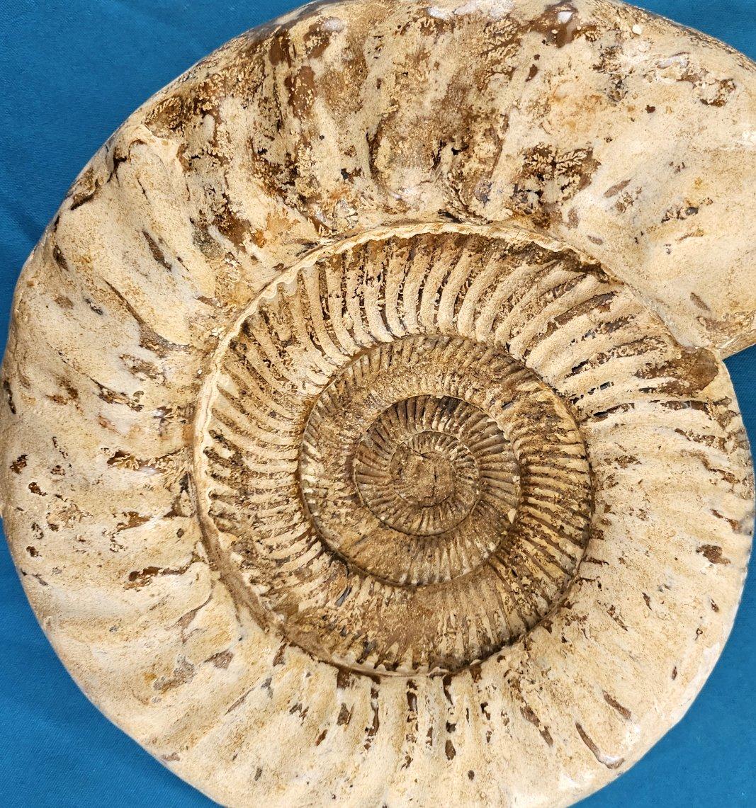 Très grand fossile d'ammonite jurassique 11 x 10.5 x 3.75