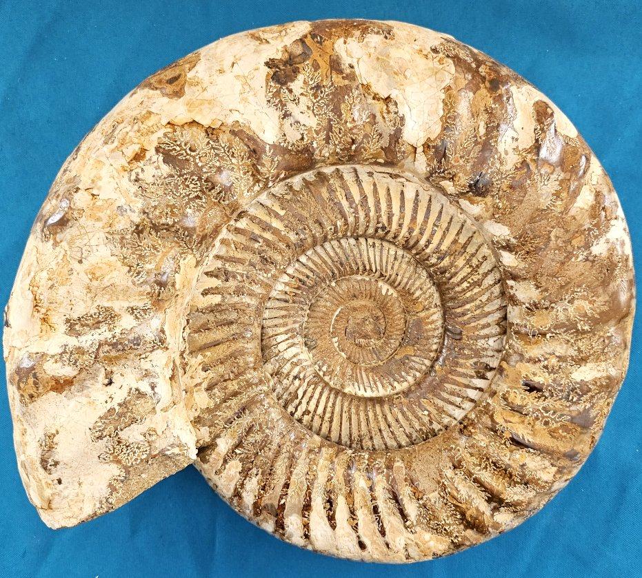 Très grand fossile d'ammonite jurassique 11 x 10.5 x 3.75