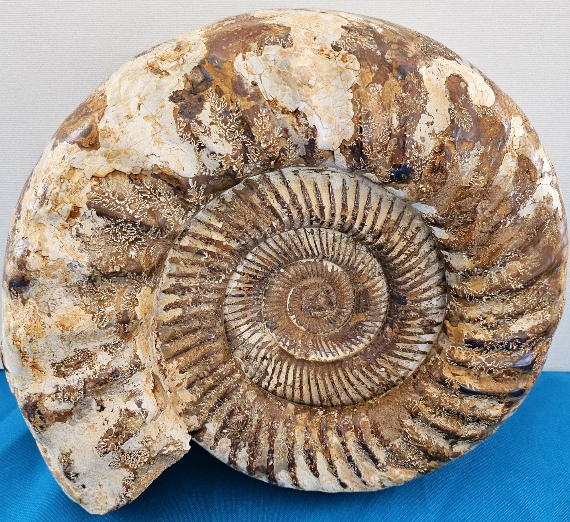Très grand fossile d'ammonite jurassique 11 x 10.5 x 3.75