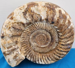 Extra Large Jurassic Ammonite Fossil 11 x 10.5 x 3.75" w/ Leafy Suture Patterns