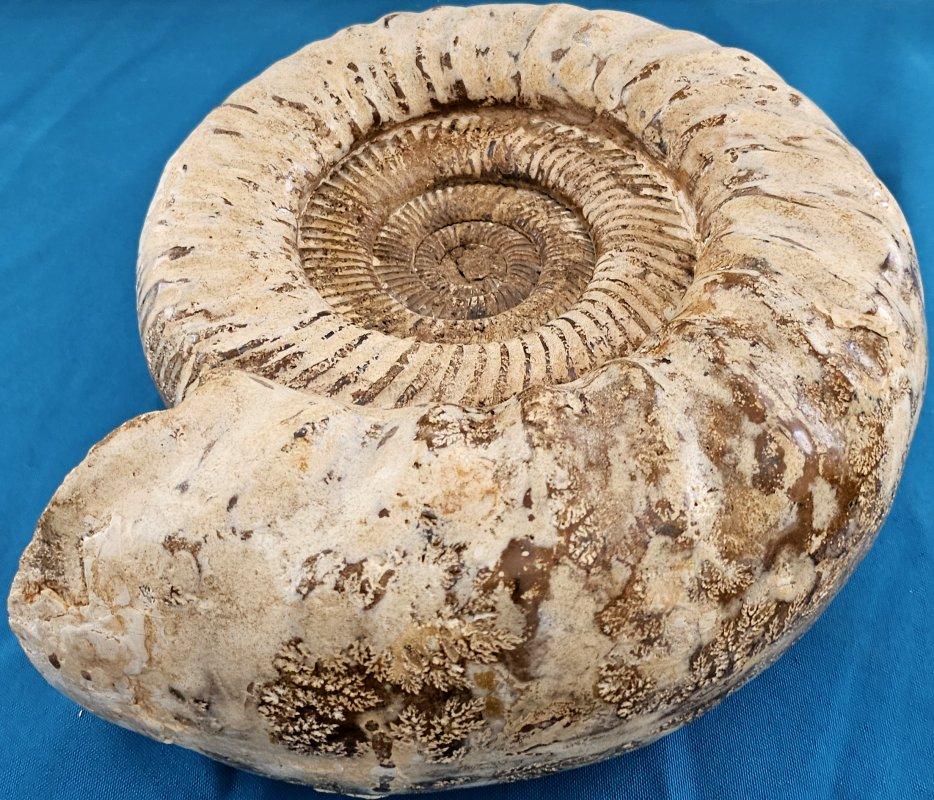Très grand fossile d'ammonite jurassique 11 x 10.5 x 3.75