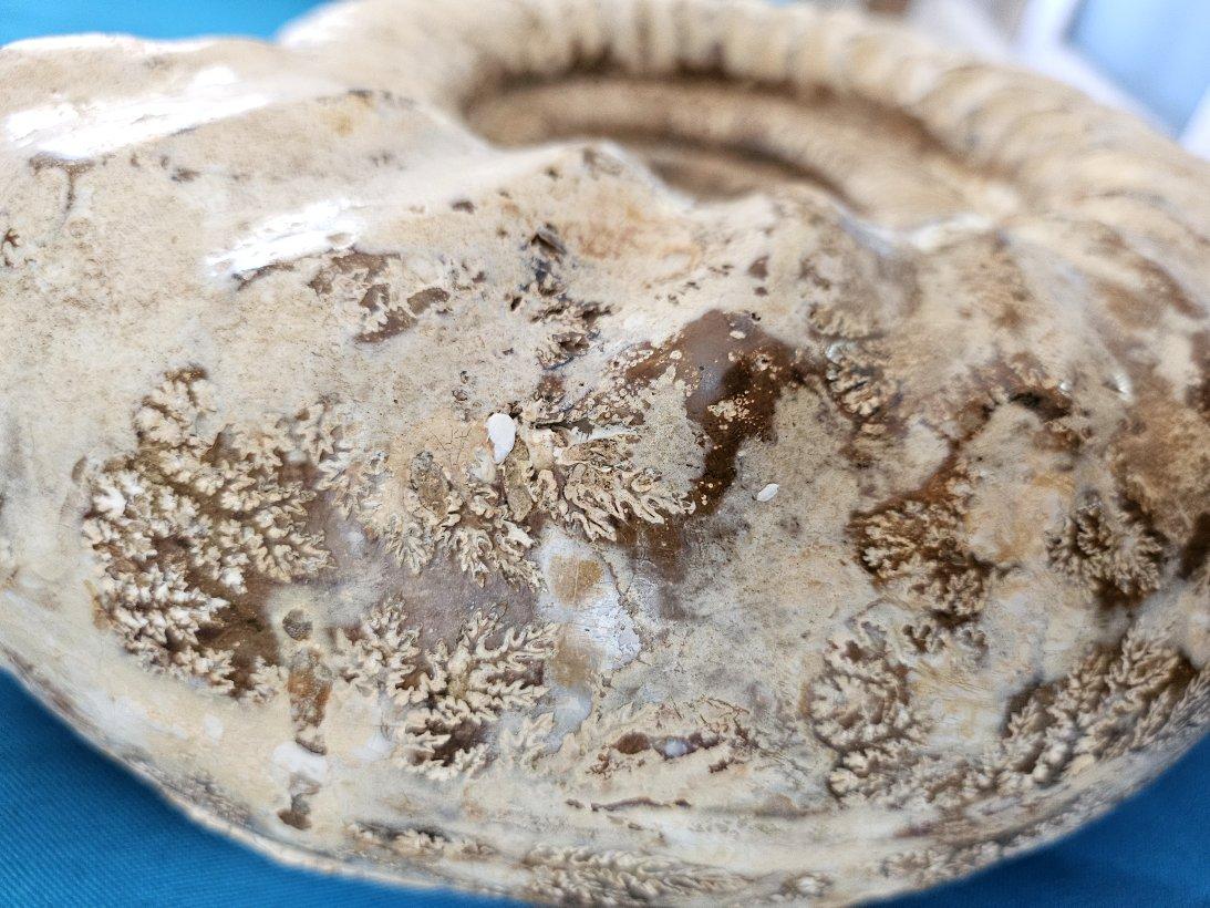 Coquillage Très grand fossile d'ammonite jurassique 11 x 10.5 x 3.75