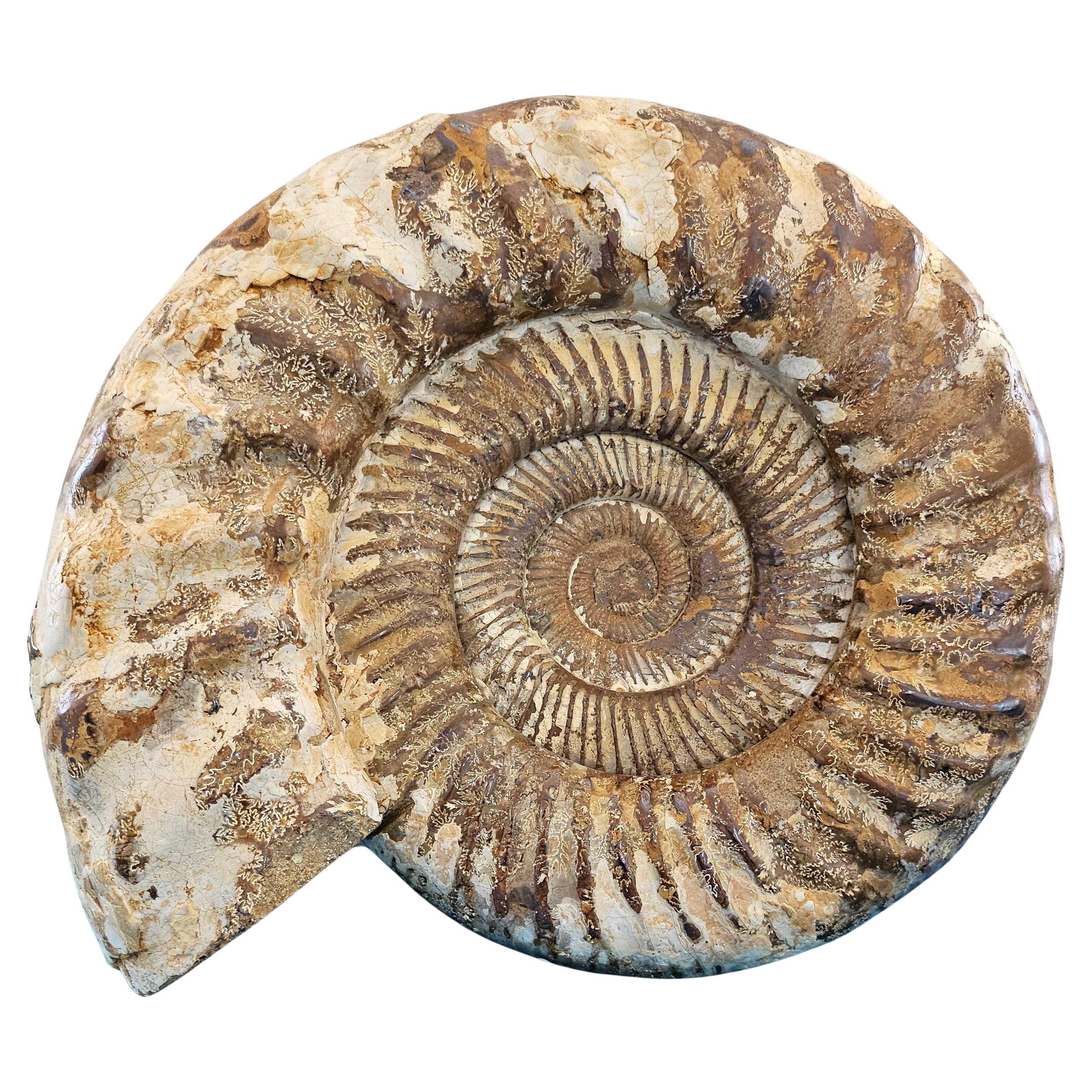 Très grand fossile d'ammonite jurassique 11 x 10.5 x 3.75" avec motifs de suture feuillus en vente