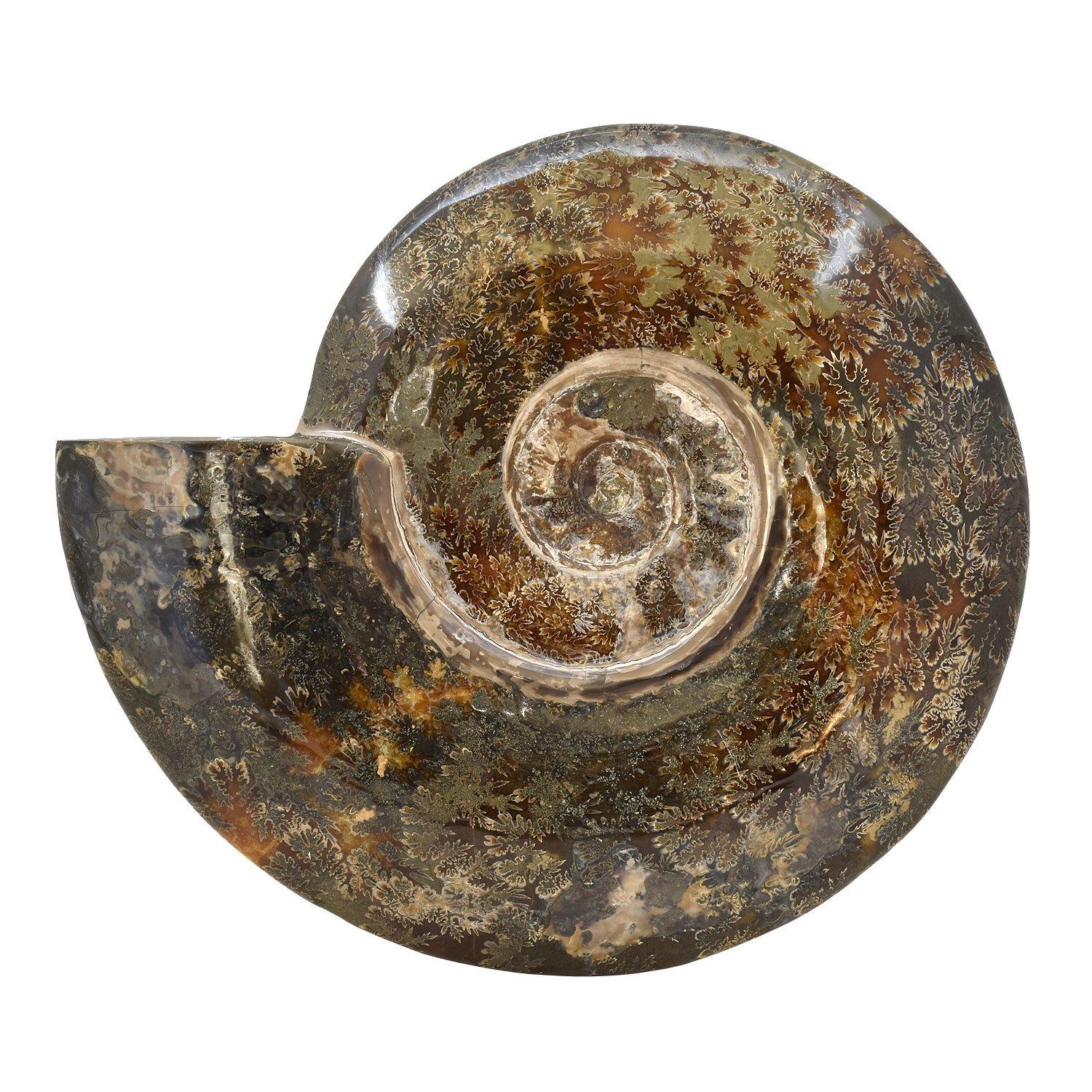 Malagasy Extra Large 12.5 in Luminescent Ammonite Fossil, Jurassic Cretaceous Period #LP3 For Sale