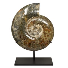 Extra Large 12.5 in Luminescent Ammonite Fossil, Jurassic Cretaceous Period #LP3