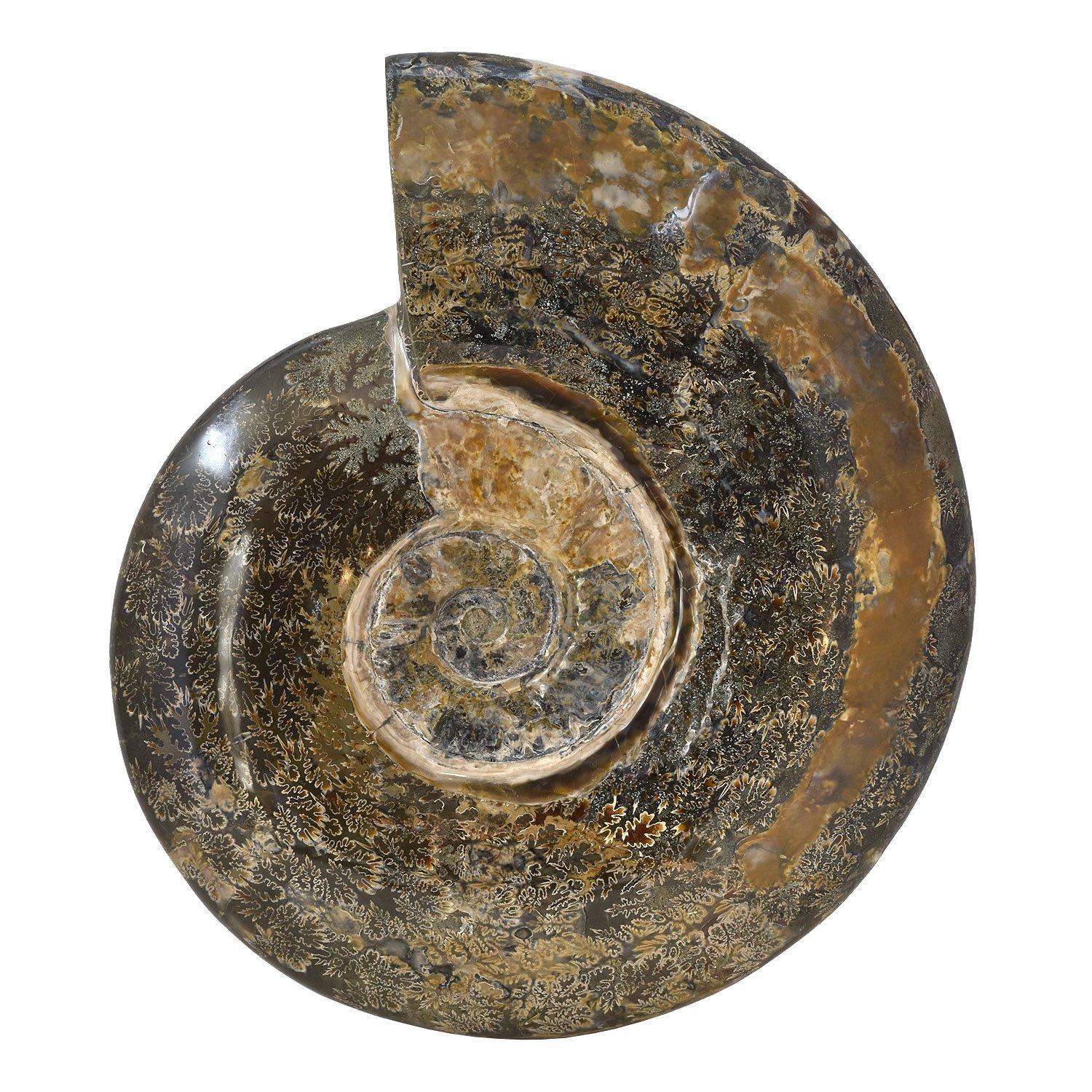 Extra Large 12.5 in Luminescent Ammonite Fossil, Jurassic Cretaceous Period #LP3 In Good Condition For Sale In Point Richmond, CA