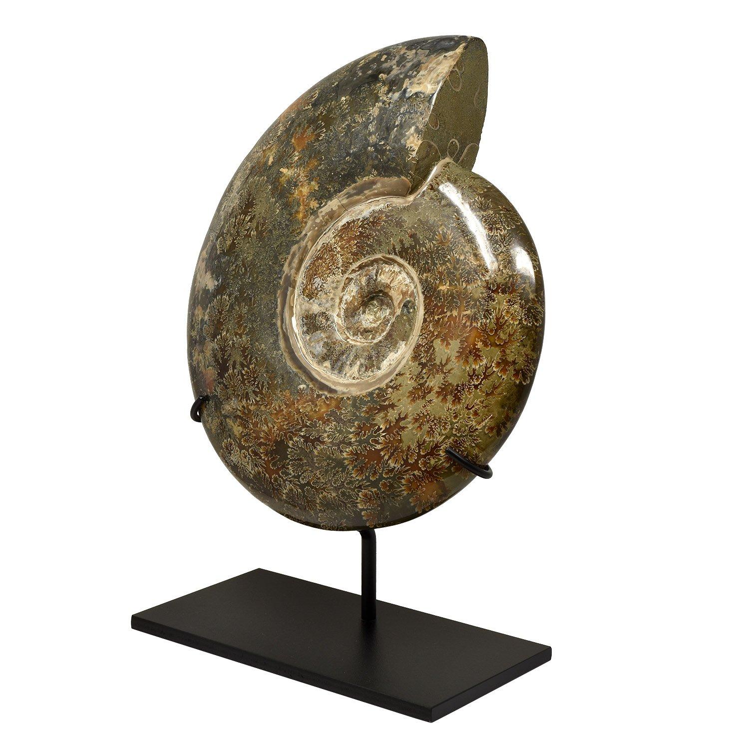 Other Extra Large 12.5 in Luminescent Ammonite Fossil, Jurassic Cretaceous Period #LP3 For Sale