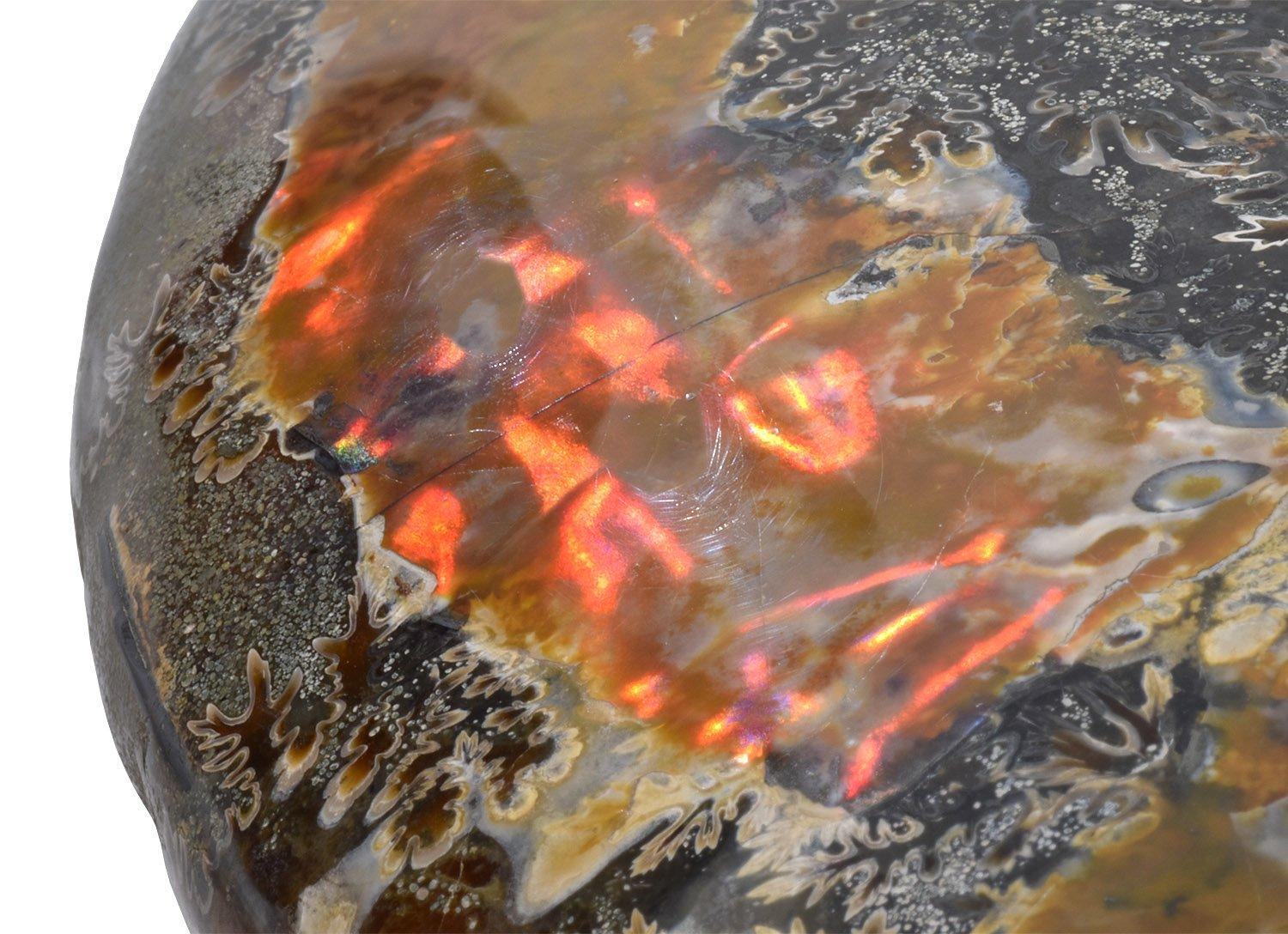 18th Century and Earlier Extra Large 12.5 in Luminescent Ammonite Fossil, Jurassic Cretaceous Period #LP3 For Sale