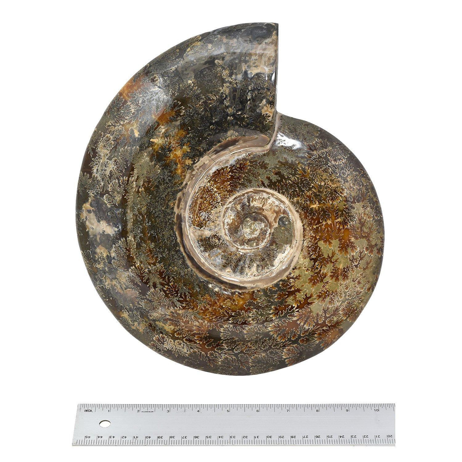 Extra Large 12.5 in Luminescent Ammonite Fossil, Jurassic Cretaceous Period #LP3 For Sale 2
