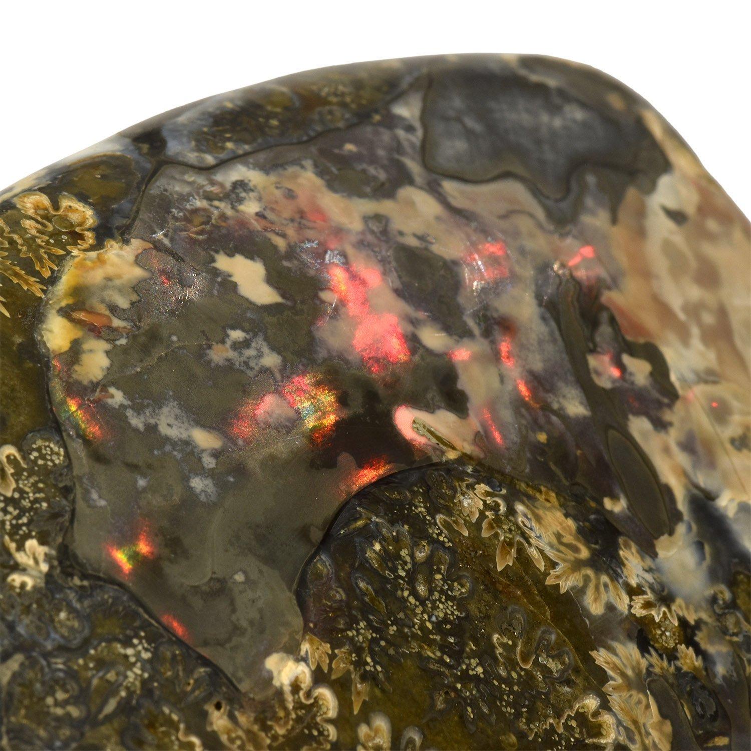 Precious Stone Extra Large 12.5 in Luminescent Ammonite Fossil, Jurassic Cretaceous Period #LP3 For Sale