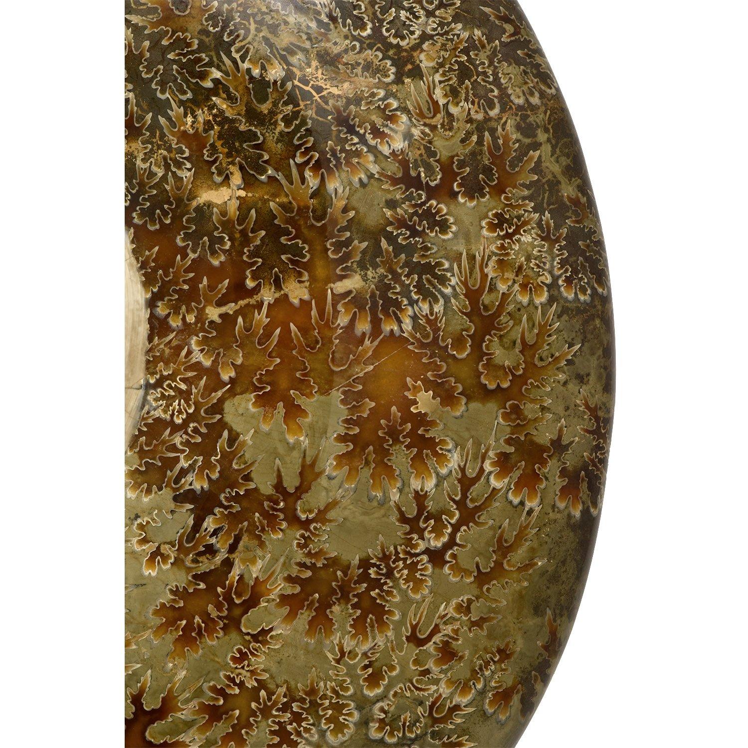 Extra Large 12.5 in Luminescent Ammonite Fossil, Jurassic Cretaceous Period #LP3 For Sale 1