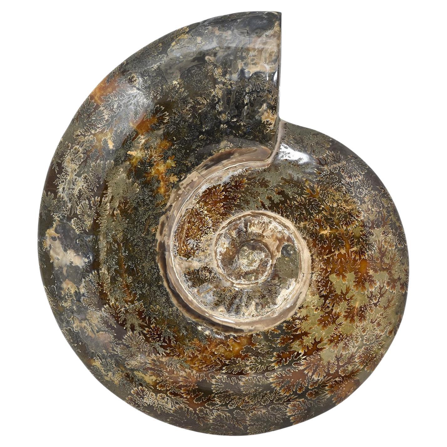 Extra Large 12.5 in Luminescent Ammonite Fossil, Jurassic Cretaceous Period #LP3 For Sale