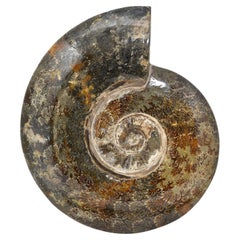 Extra Large 12.5 in Luminescent Ammonite Fossil, Jurassic Cretaceous Period #LP3
