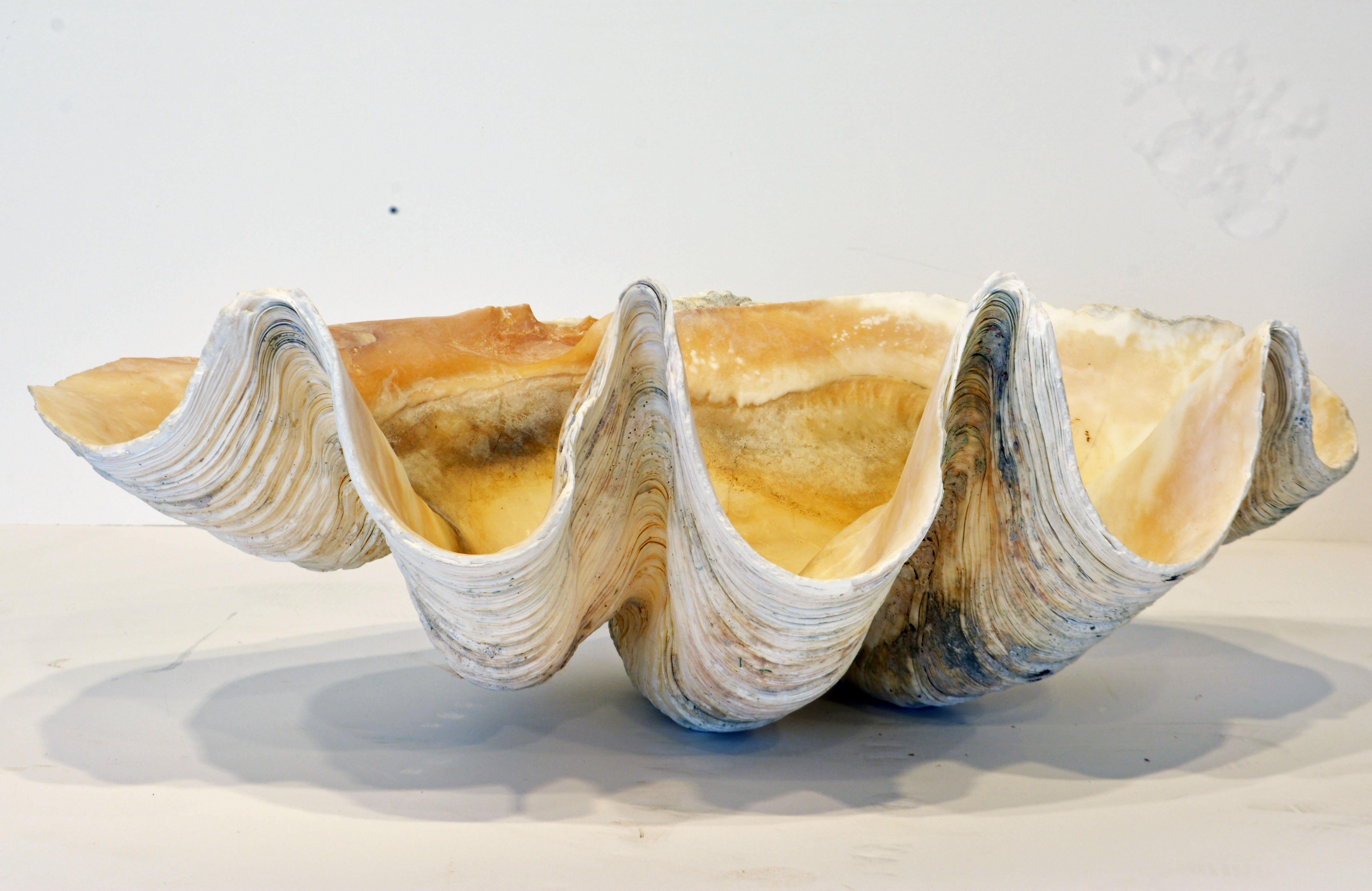 25 inches long this clam shell has great sculptural qualities and a subtle variation of organic colors.