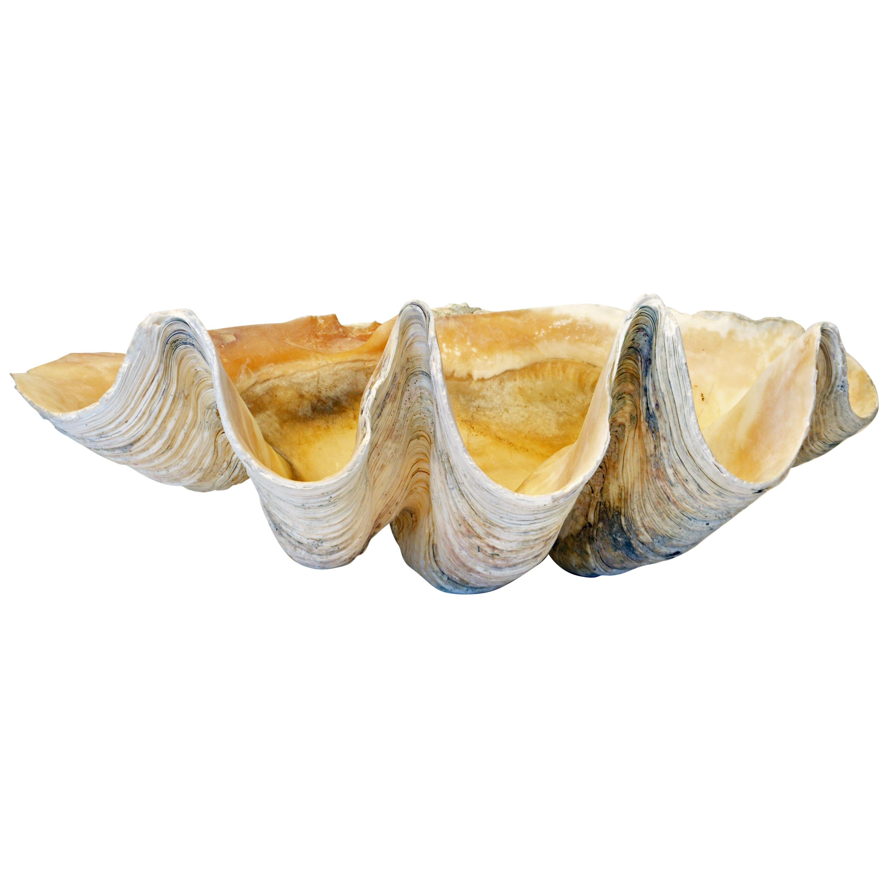 Extra Large Natural Tridacna Gigas High Elbow Clam Shell
