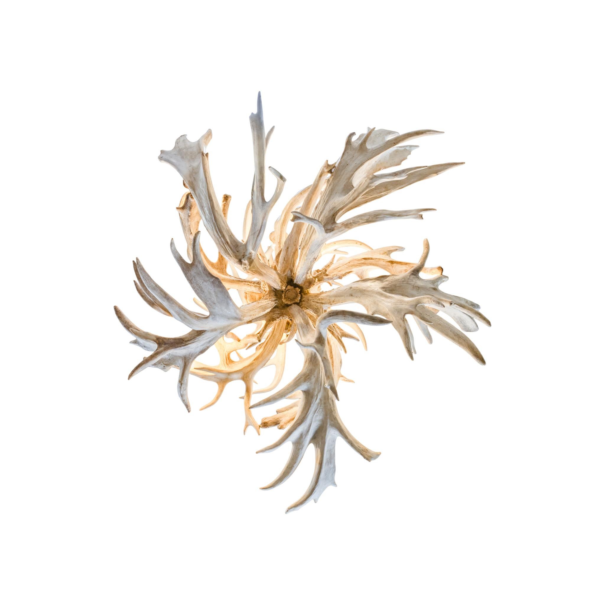 Très grand lustre à boule de feu en forme de queue de cerf avec dix lumières. Les bois sont d'un blanc éclatant avec des variations naturelles. Chaîne et fil de fer inclus, prêts à être suspendus. Fabrication artisanale dans le nord de l'Idaho. Très