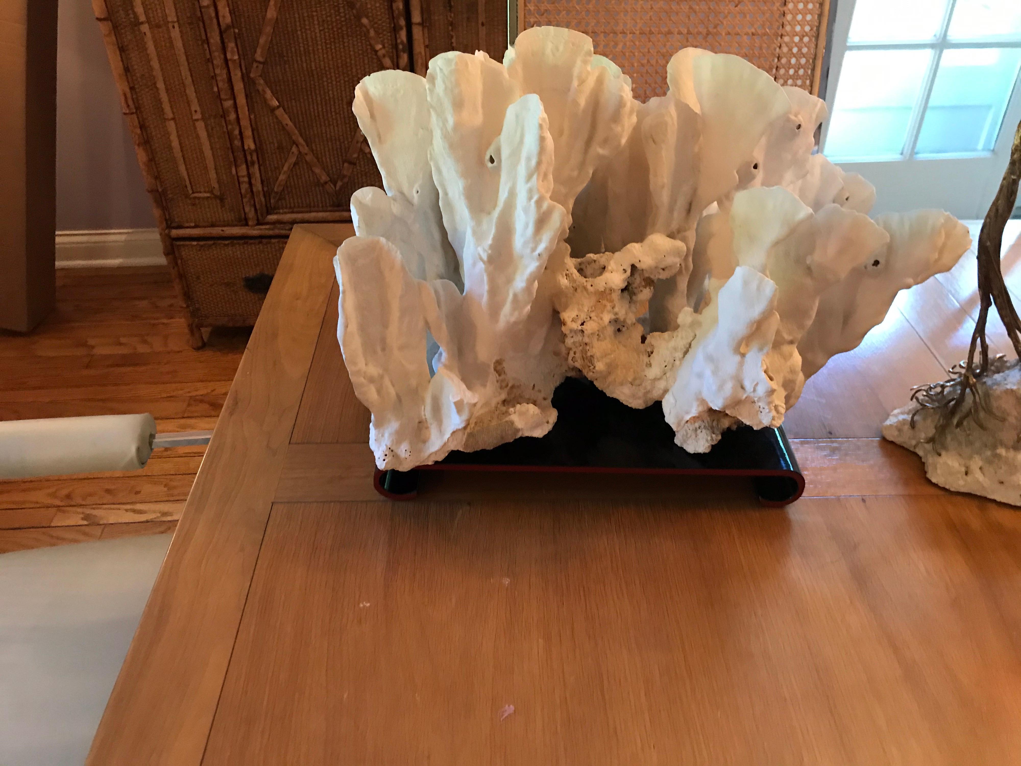 20th Century Extra Large Sculptural Coral