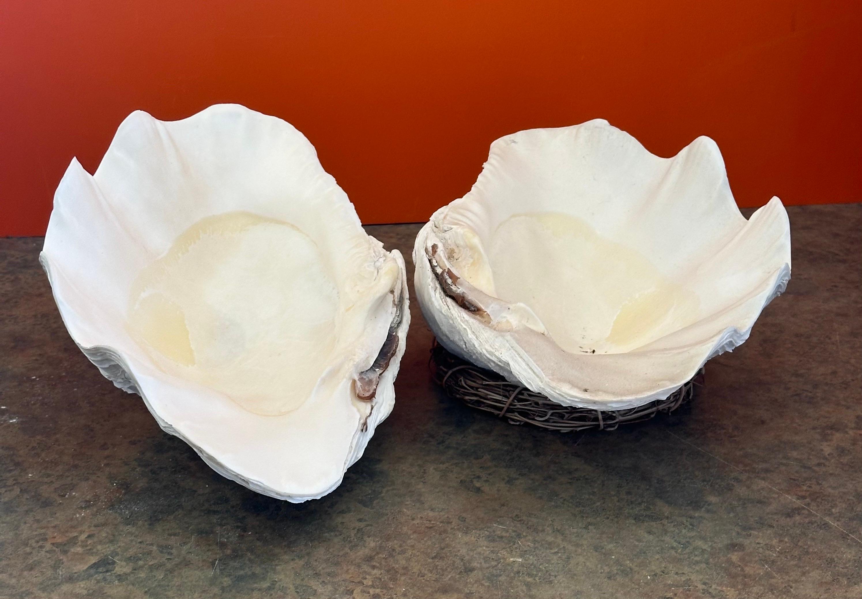 Extra große skulpturale Riesige Südpazifik-Muschelschale 4